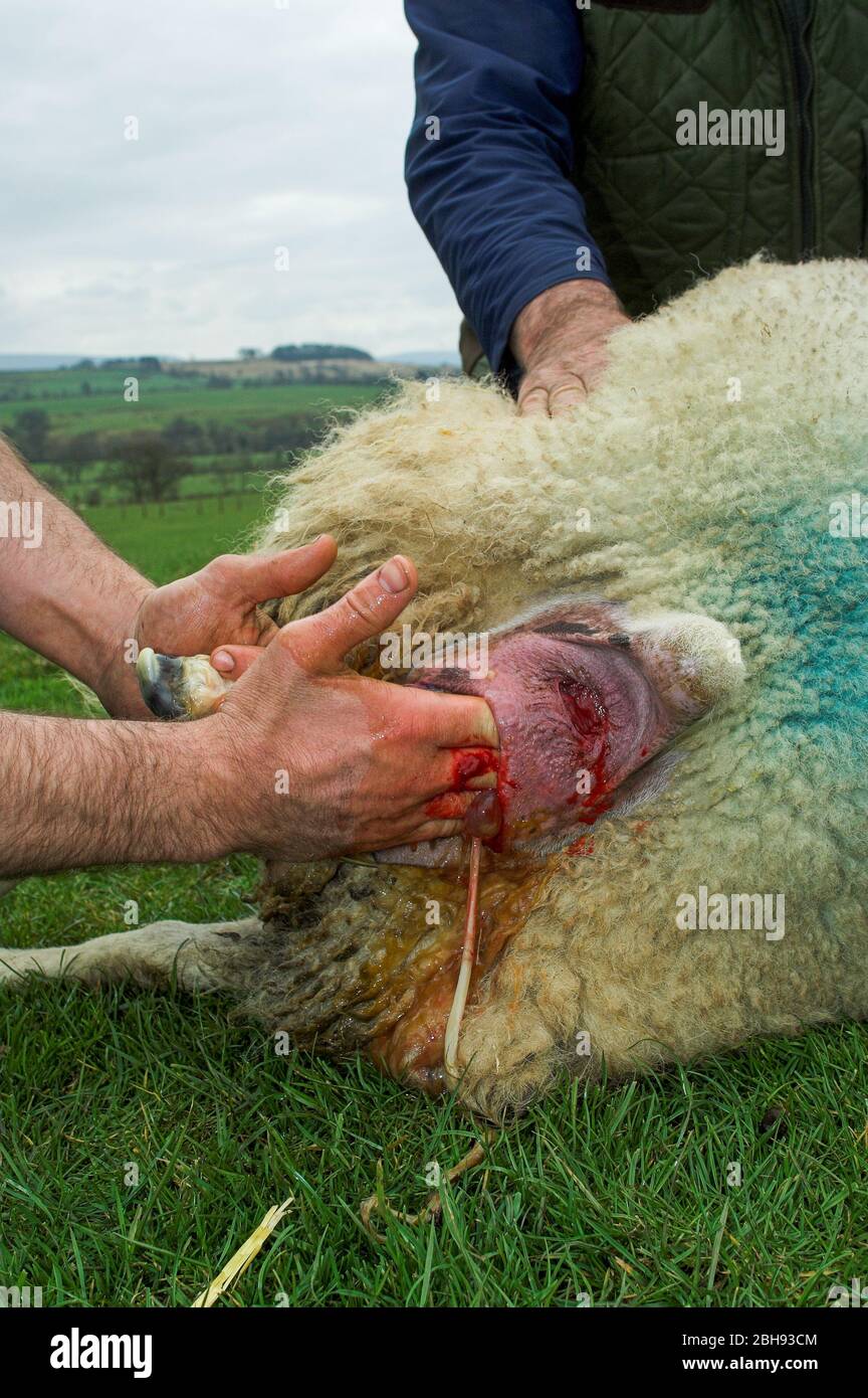 Shepherd lambing a ewe in the field. Cumbria, UK. Stock Photo