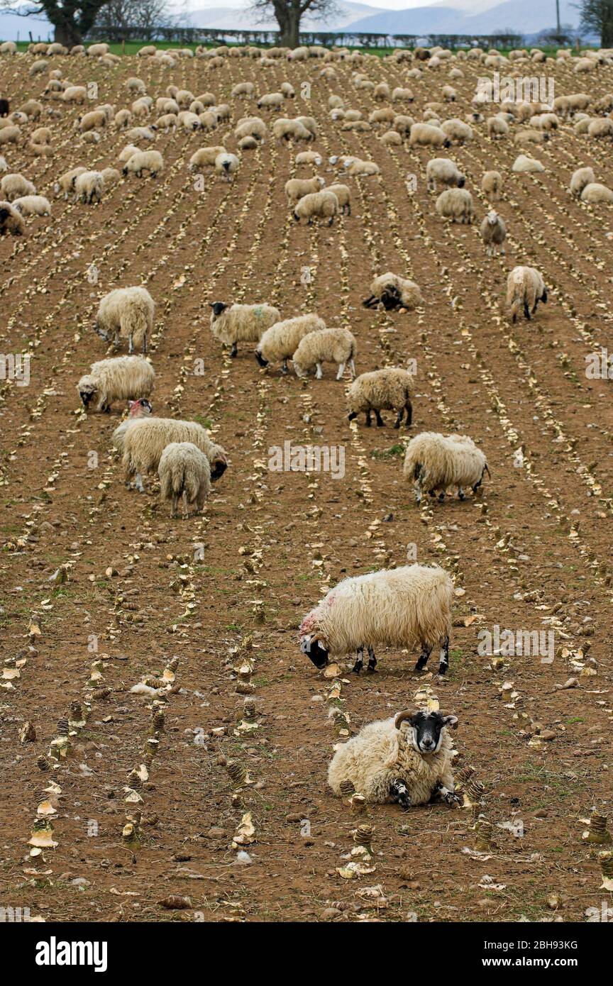 Sheep feeding on turnips hires stock photography and images Alamy