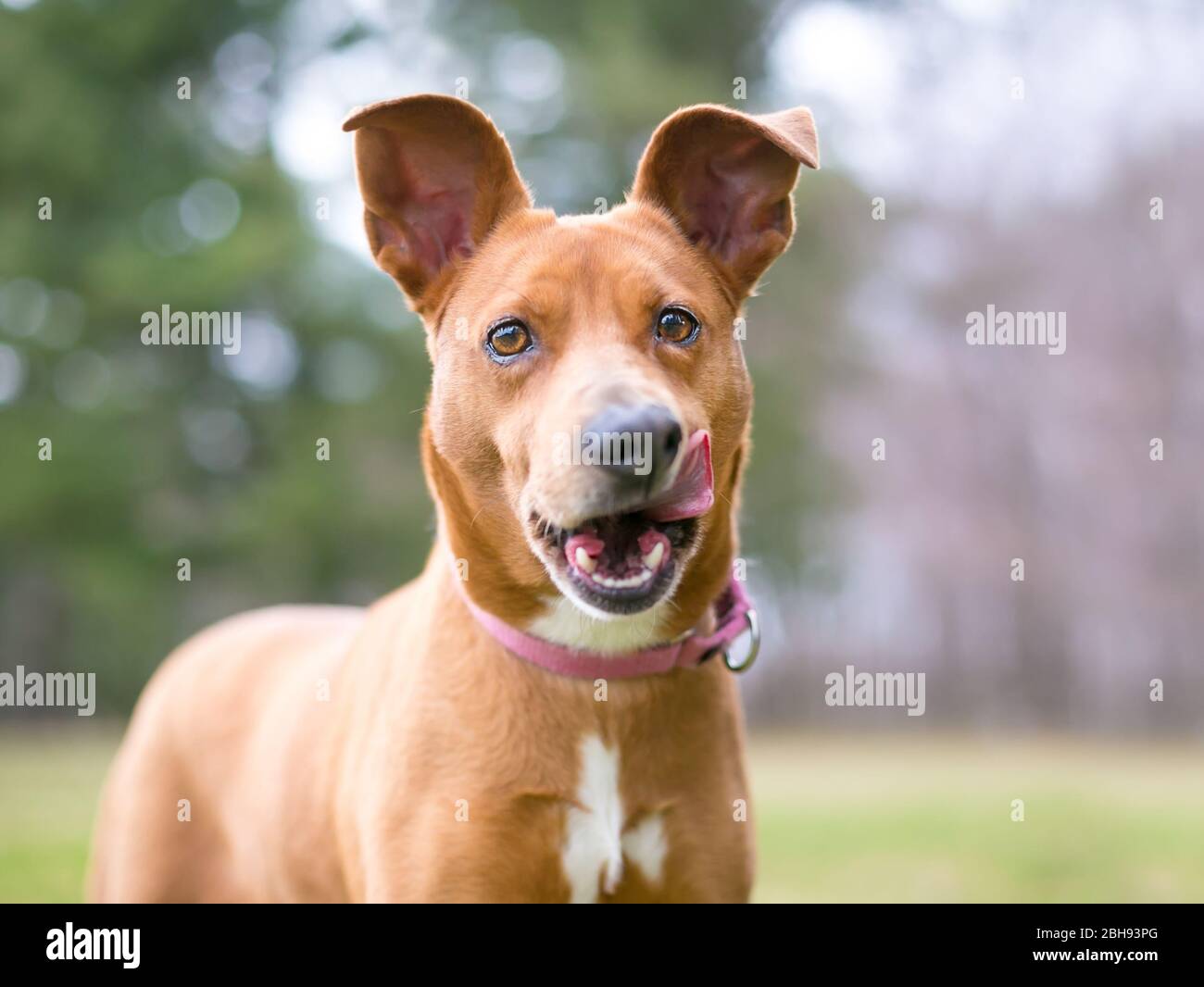 A red and white mixed breed dog with large ears licking its lips Stock