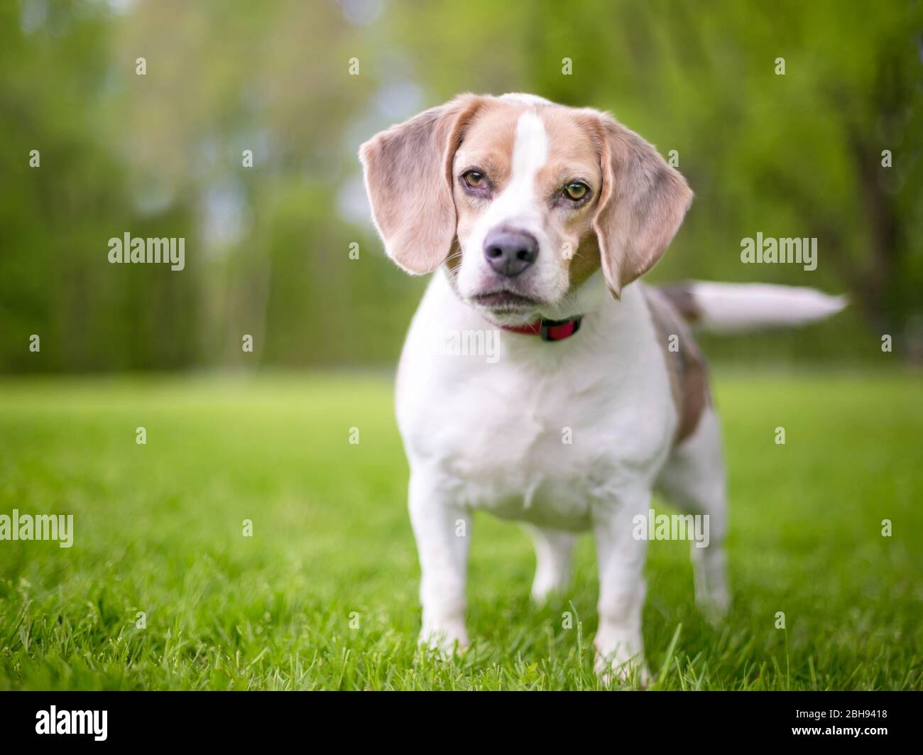Beagle standing hi-res stock photography and images - Alamy