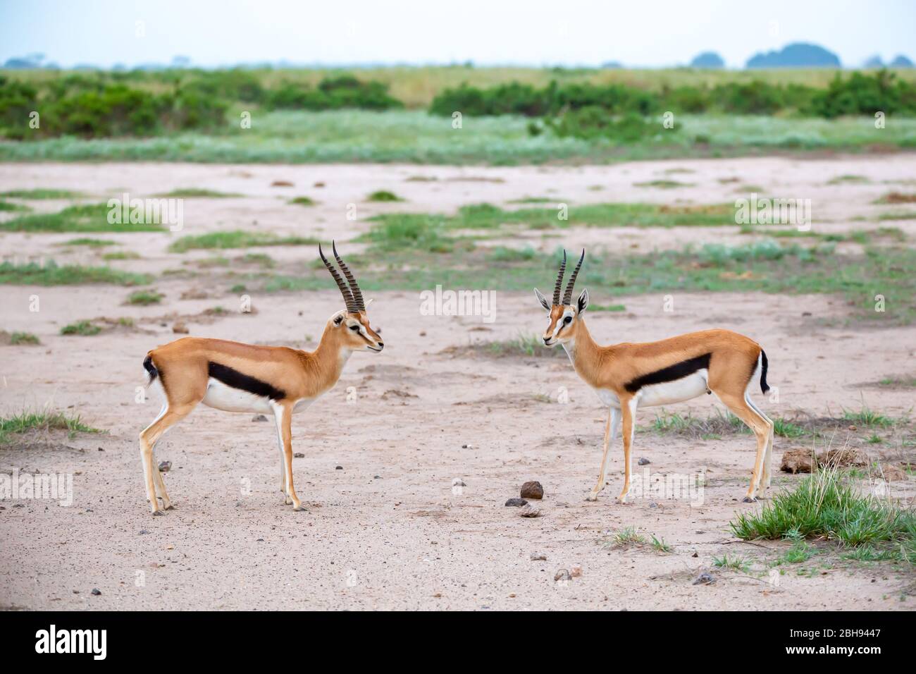 Thomsons gazelle herd hi-res stock photography and images - Alamy
