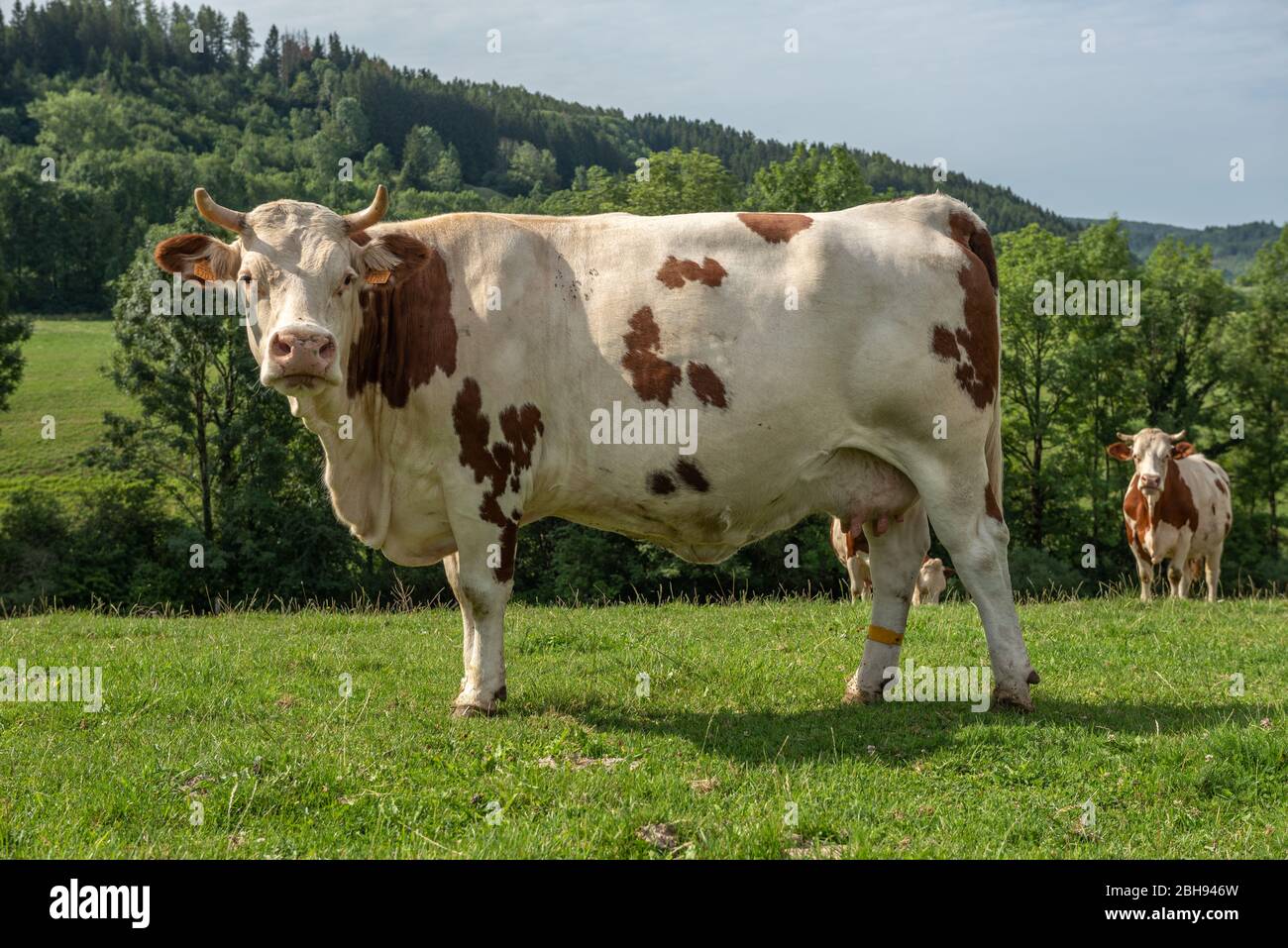 Montbéliard cow in a pasture in the jura mountains Stock Photo