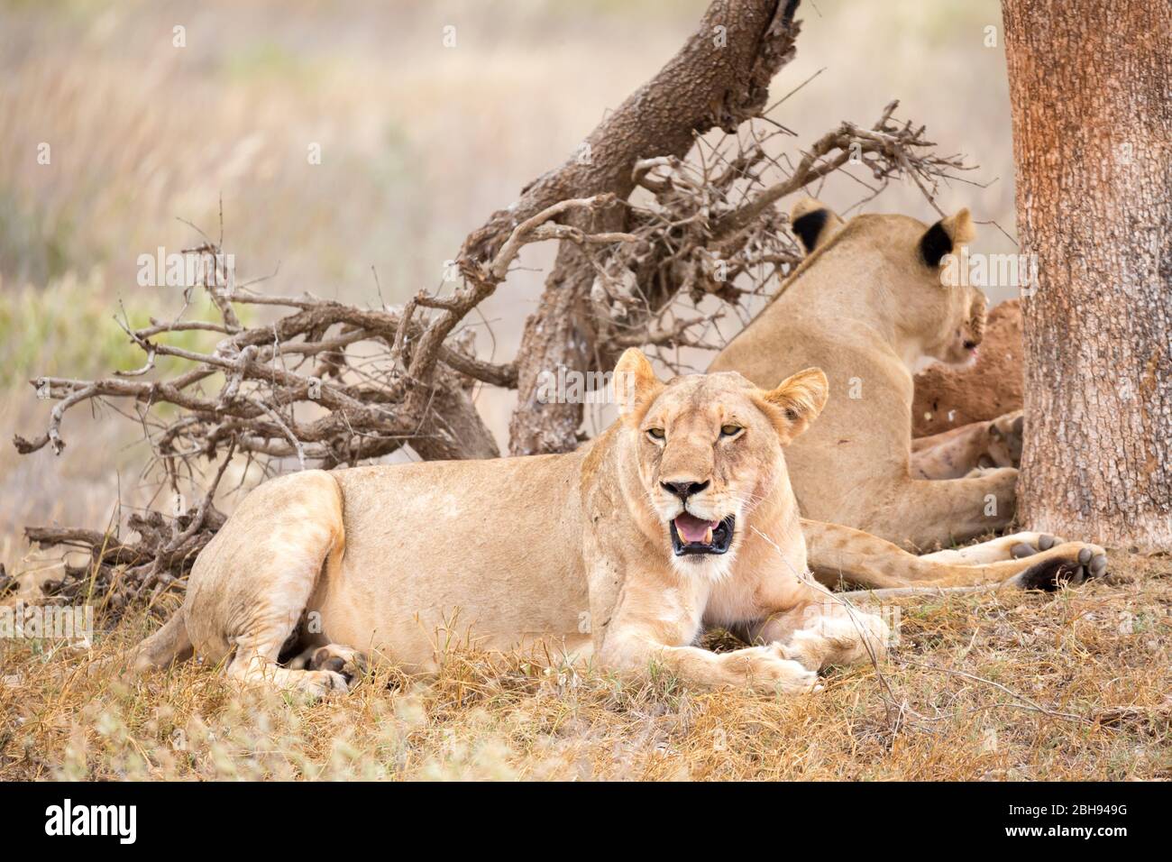 Two lions rest in the shade of a tree Stock Photo