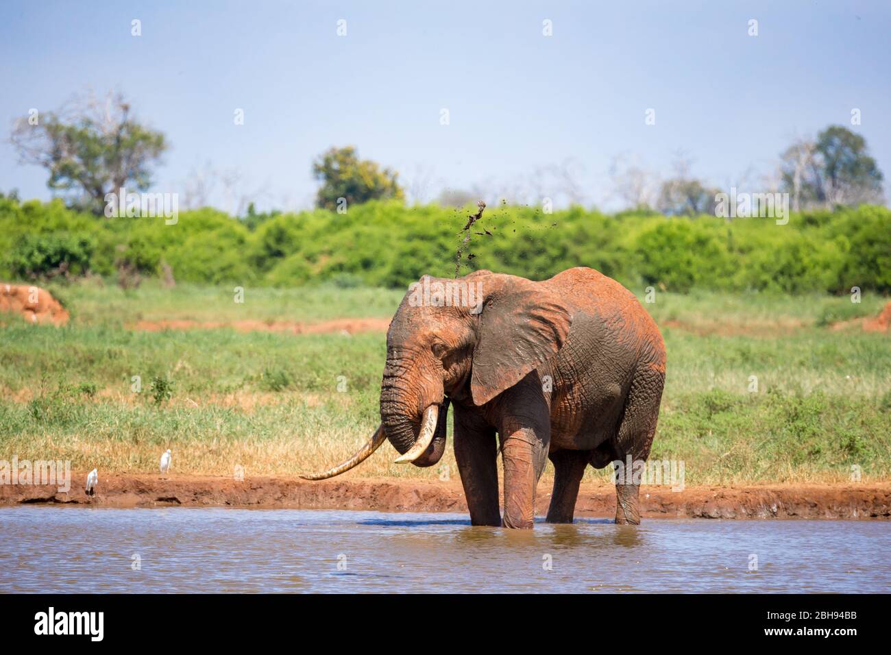An elephant on the waterhole in the savannah of Kenya Stock Photo