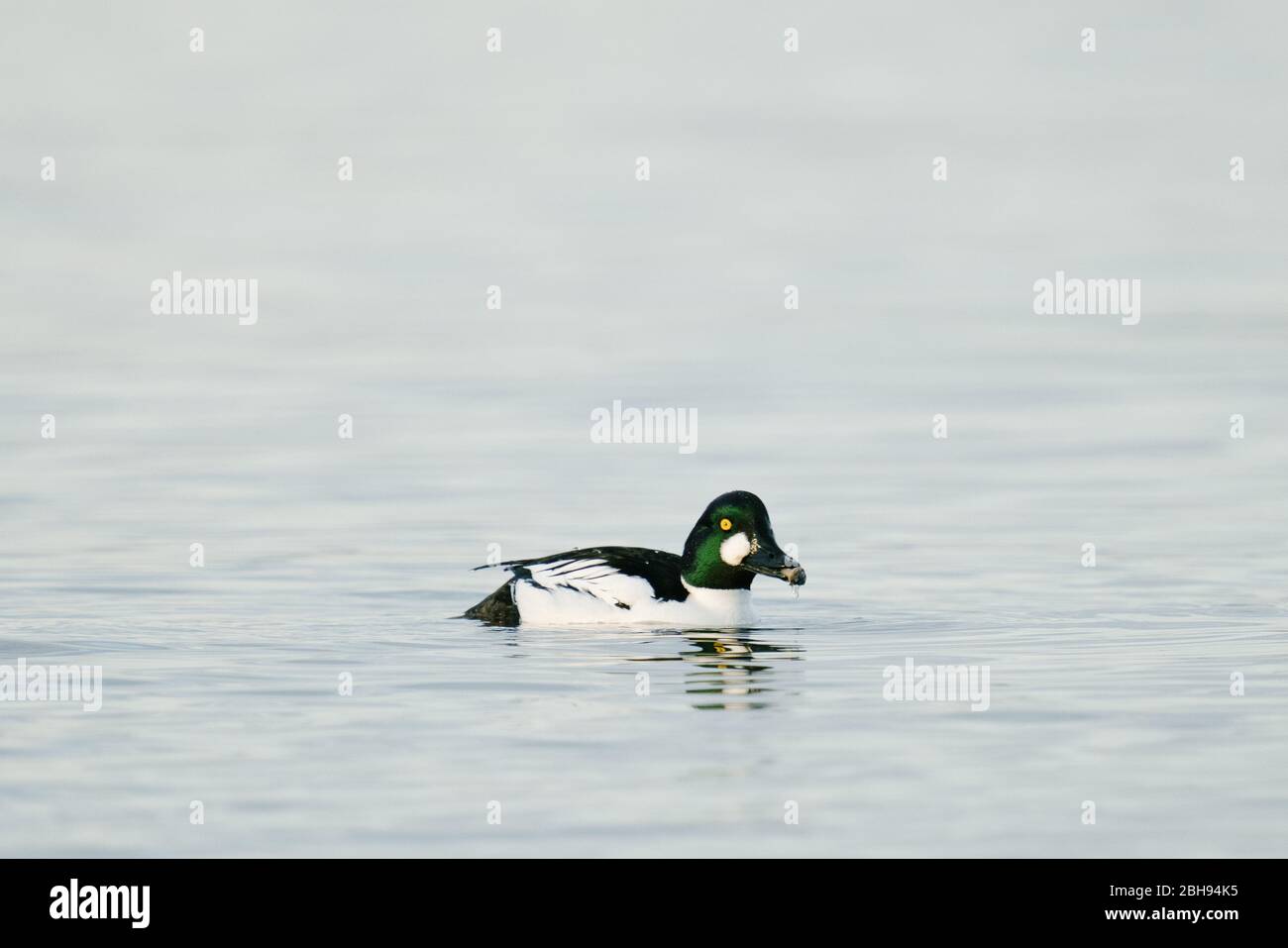 Straight on view of a Common Goldeneye eating a clam near Seattle Stock Photo