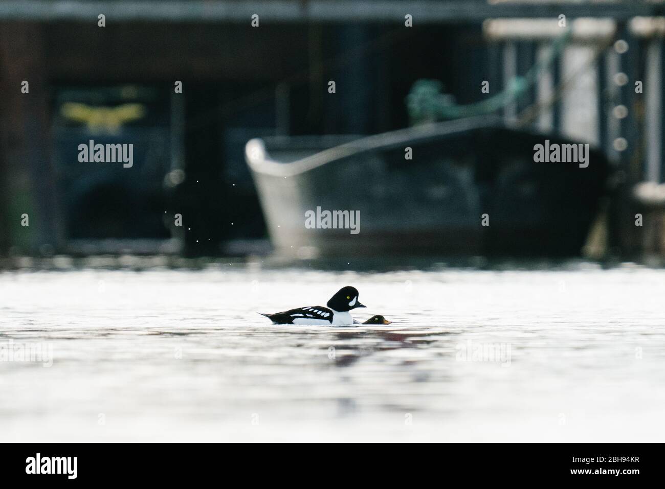 Side view of two ducks mating on Puget Sound near Seattle Stock Photo