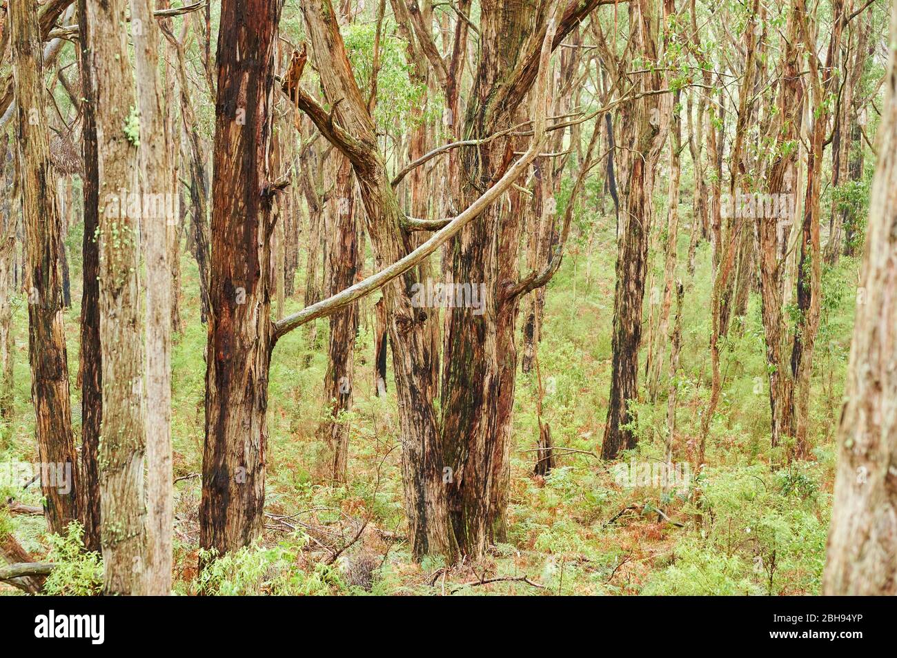 Landscape, Blue Eucalyptus (Eucalyptus globulus), Rainforest, Great Otway National Park, Victoria, Australia, Oceania Stock Photo