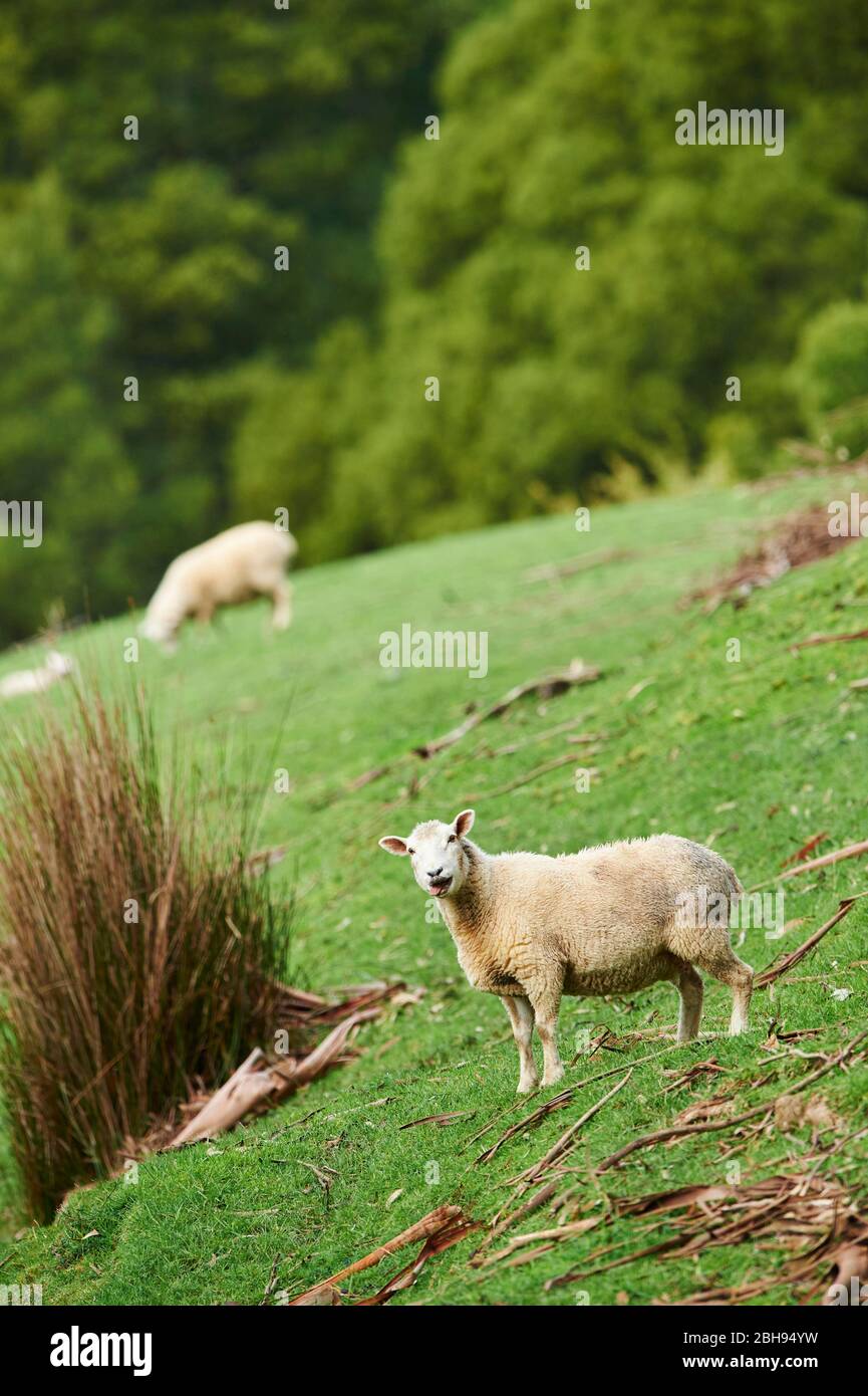 Merino sheep (Ovis aries), meadow, sideways, standing, look camera