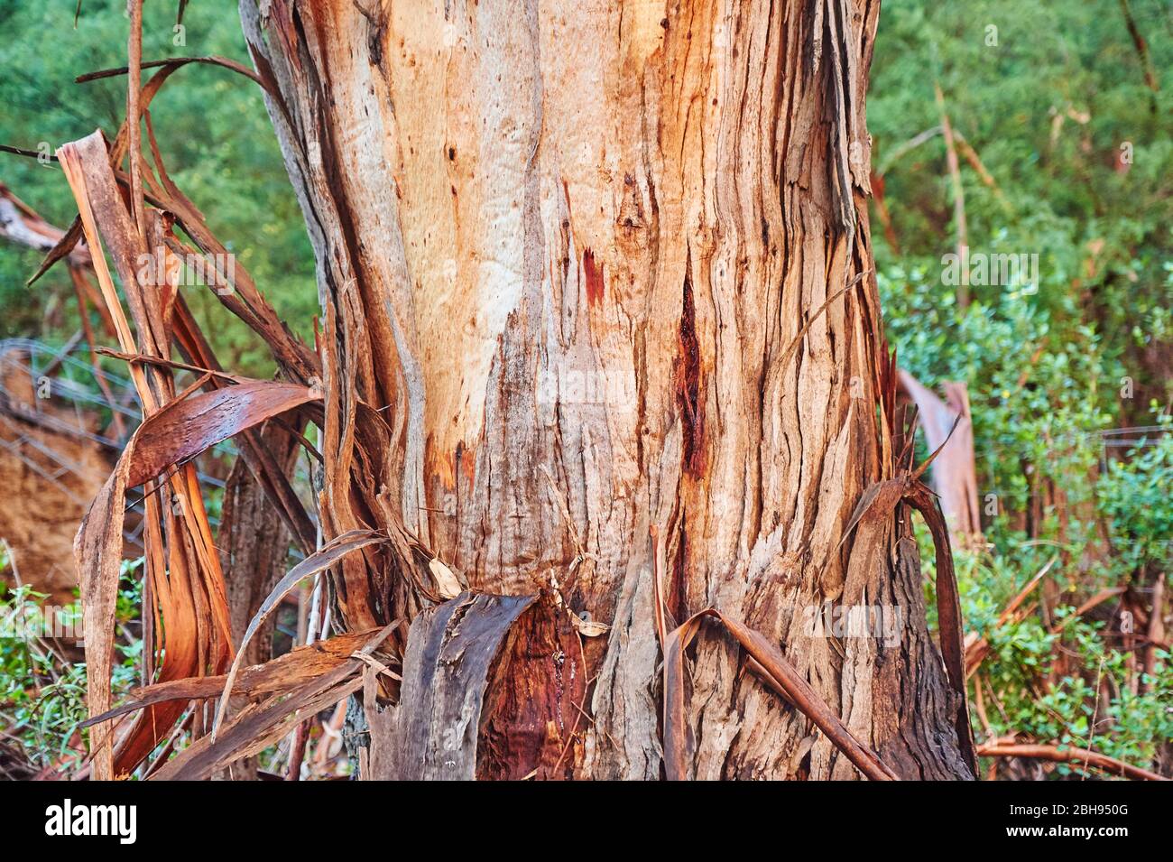 Blue Eucalyptus (Eucalyptus globulus), tree trunk, bark, Great Otway National Park, Victoria, Australia, Oceania Stock Photo