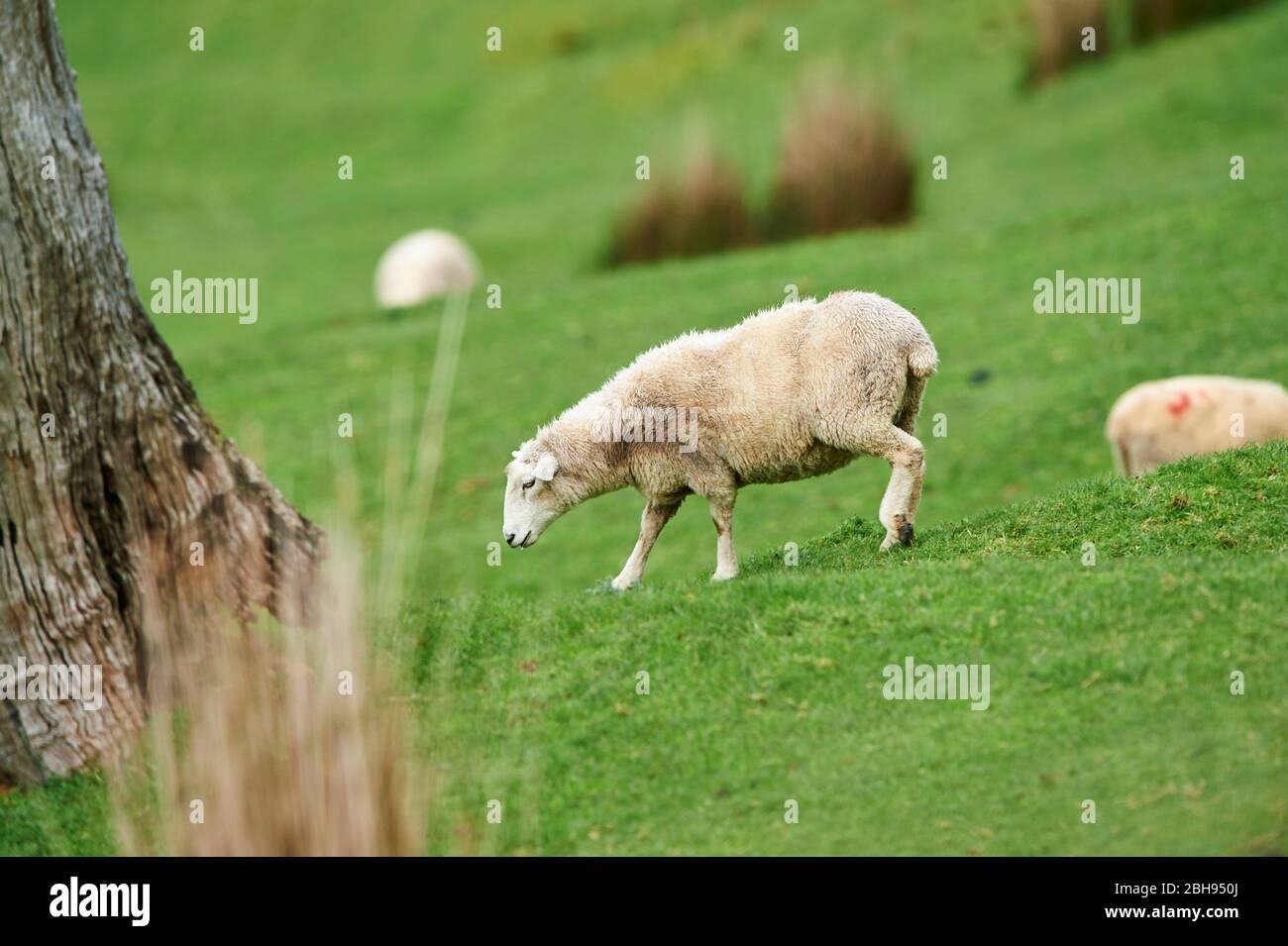 Merino sheep (Ovis aries), meadow, sideways, standing Stock Photo Alamy