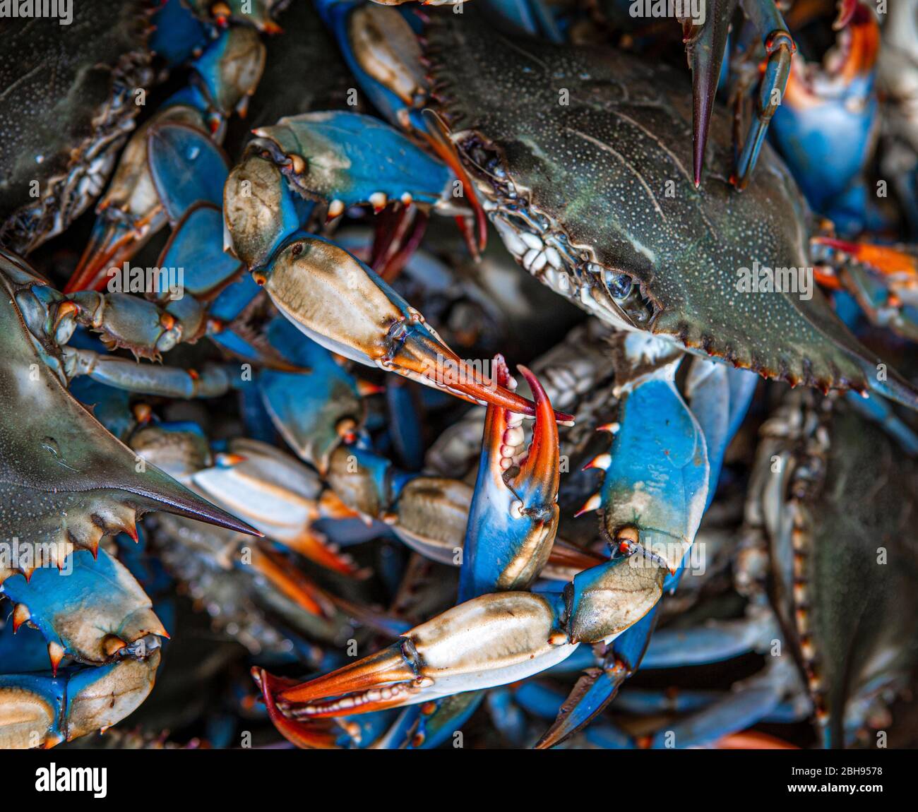 Blue crabs caught on the Gulf of Mexico Stock Photo Alamy