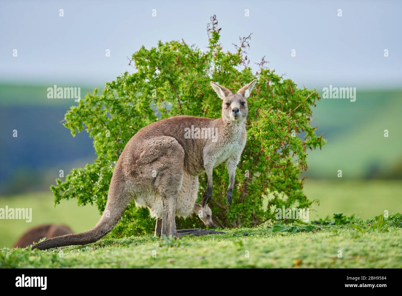 Eastern Gray Kangaroo (Macropus giganteus), mother animal with cub in bag, meadow, sideways, standing, looking at camera Stock Photo