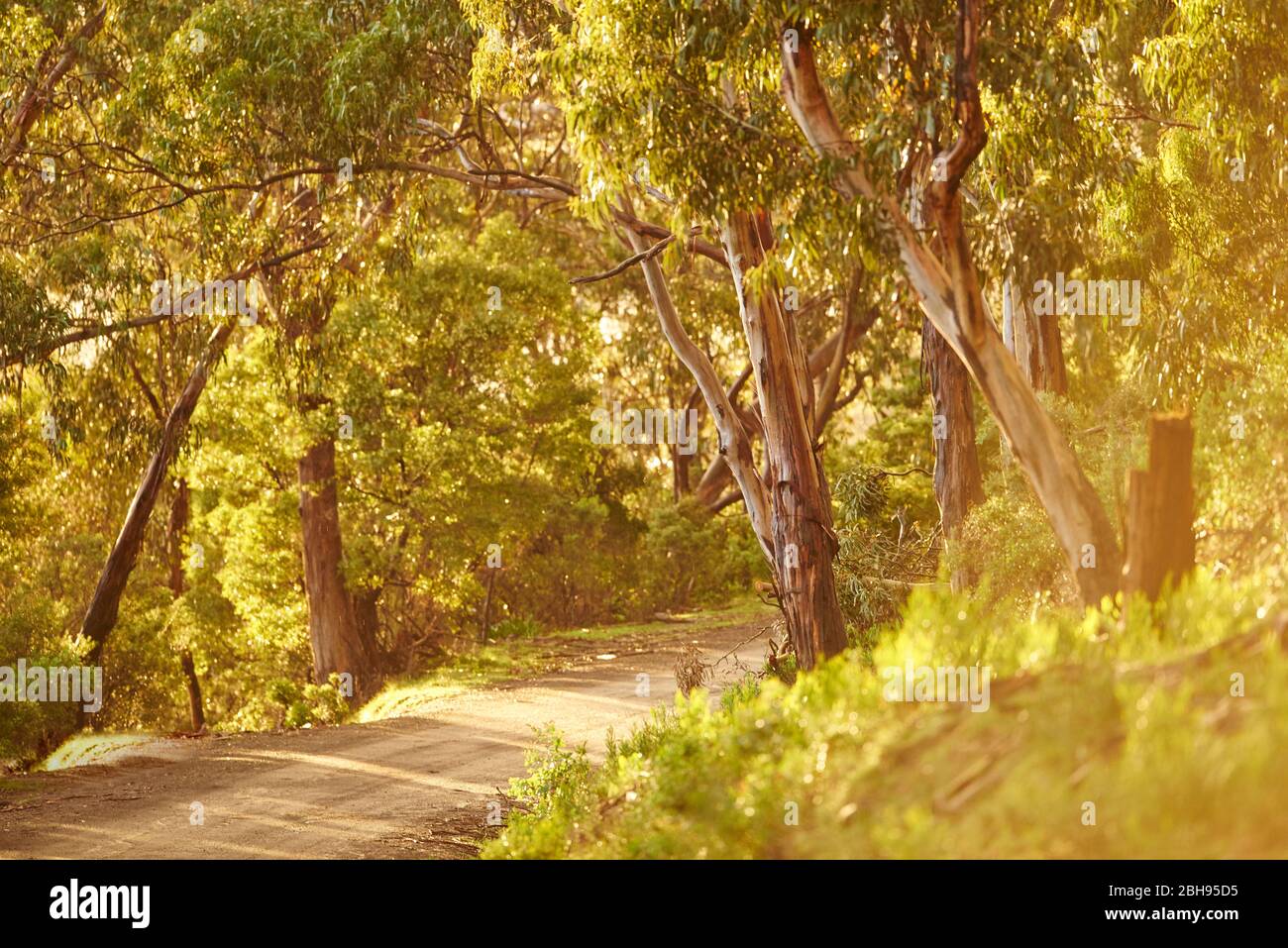 Landscape, Road, Blue Eucalyptus (Eucalyptus globulus), Rainforest, Kennett River, Great Otway National Park, Victoria, Australia, Oceania Stock Photo