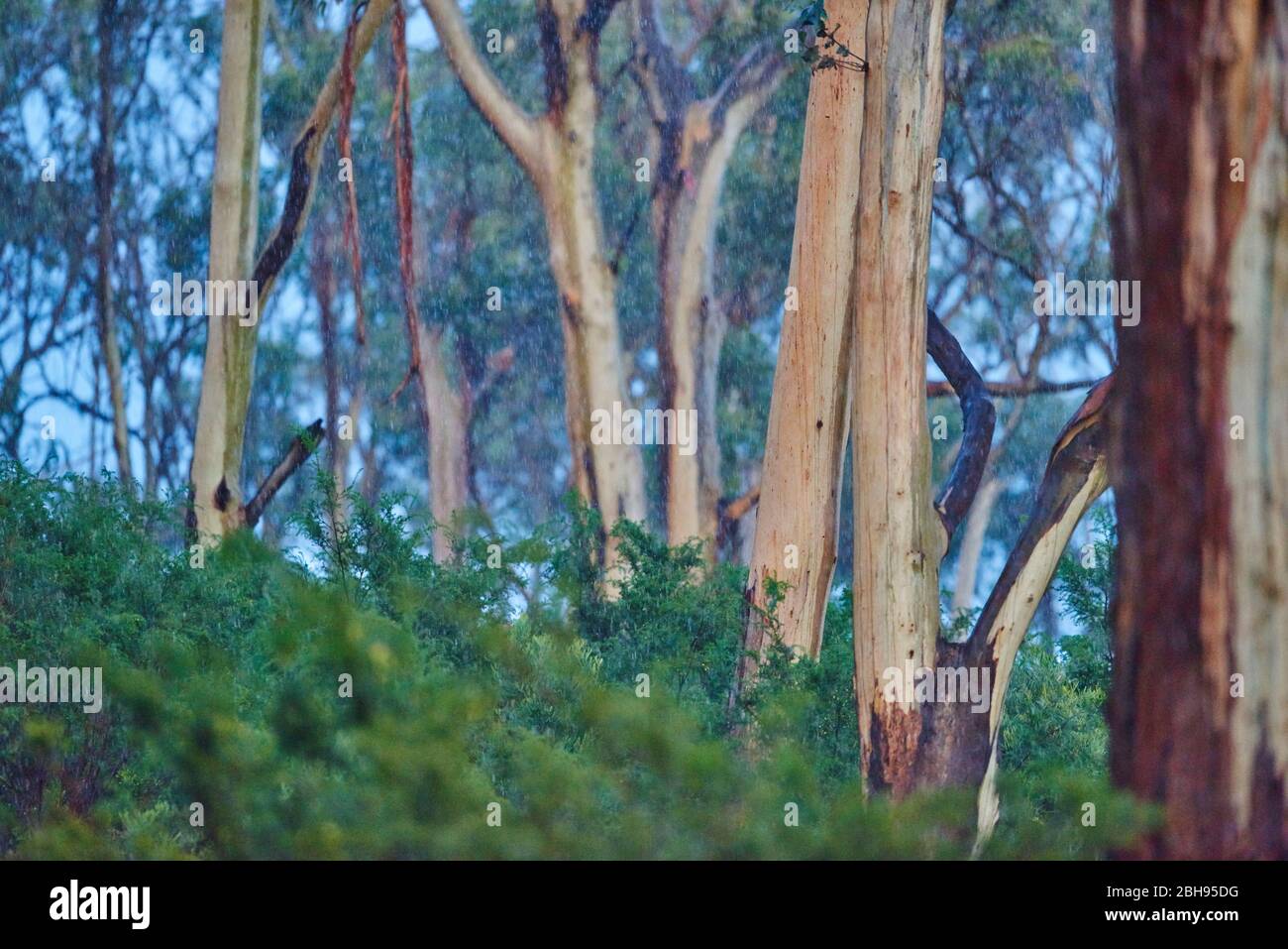 Landscape, Blue Eucalyptus (Eucalyptus globulus), Rainforest, Kennett River, Great Otway National Park, Victoria, Australia, Oceania Stock Photo