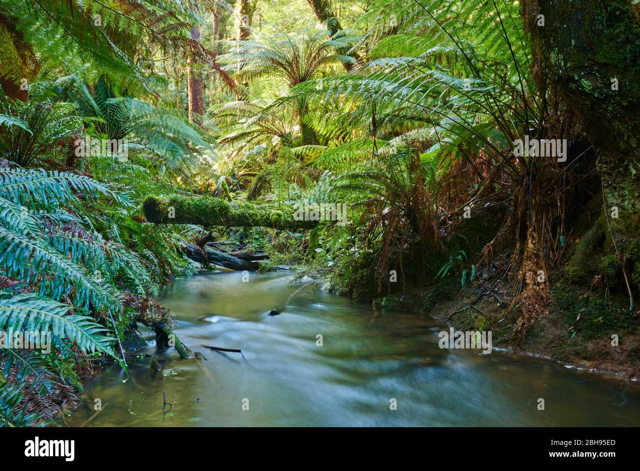 Landscape, Brook, Forest, Great Otway National Park, Victoria, Australia, Oceania Stock Photo