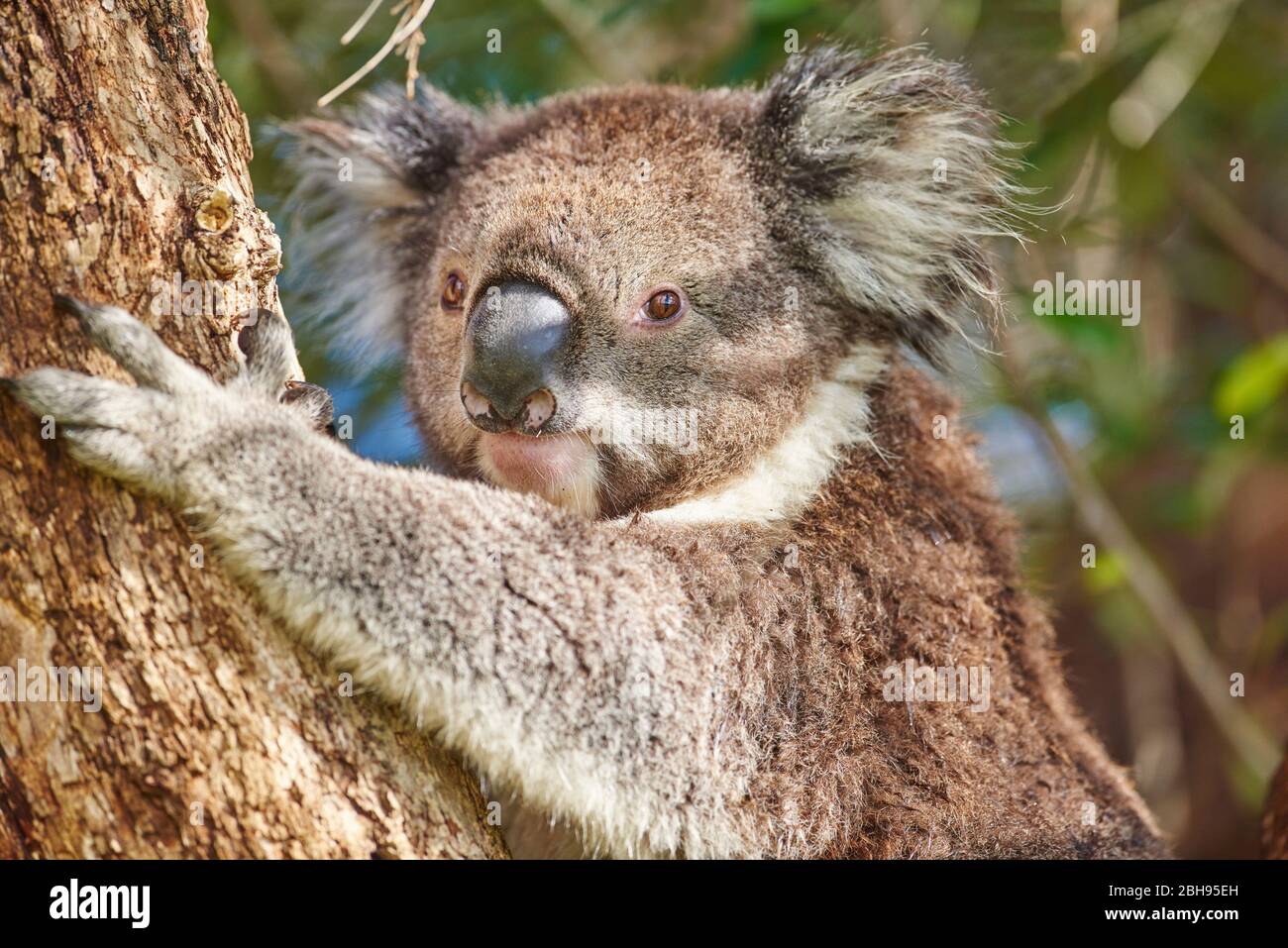 Koala figure hi-res stock photography and images - Alamy