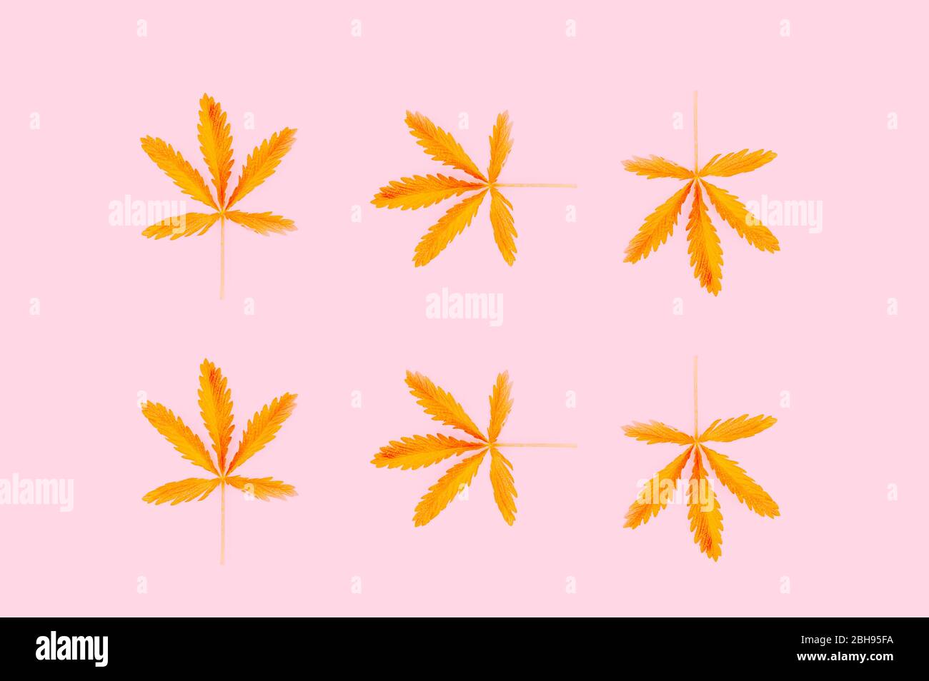 Pattern made from hemp leaf isolated on pink background. Flat lay style. Stock Photo