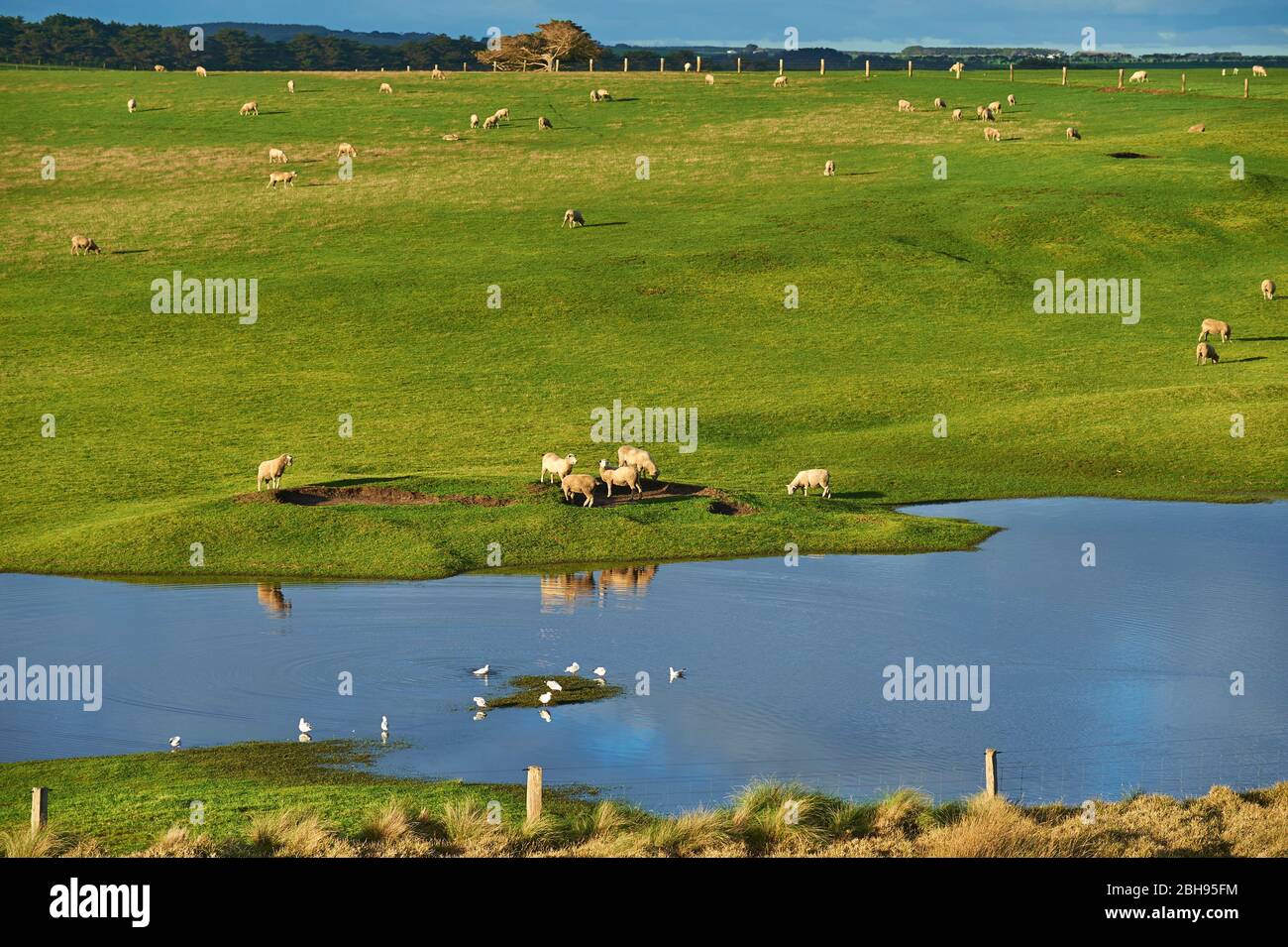 Domestic sheep, Ovis gmelini aries, pasture, pond, side, graze Stock Photo