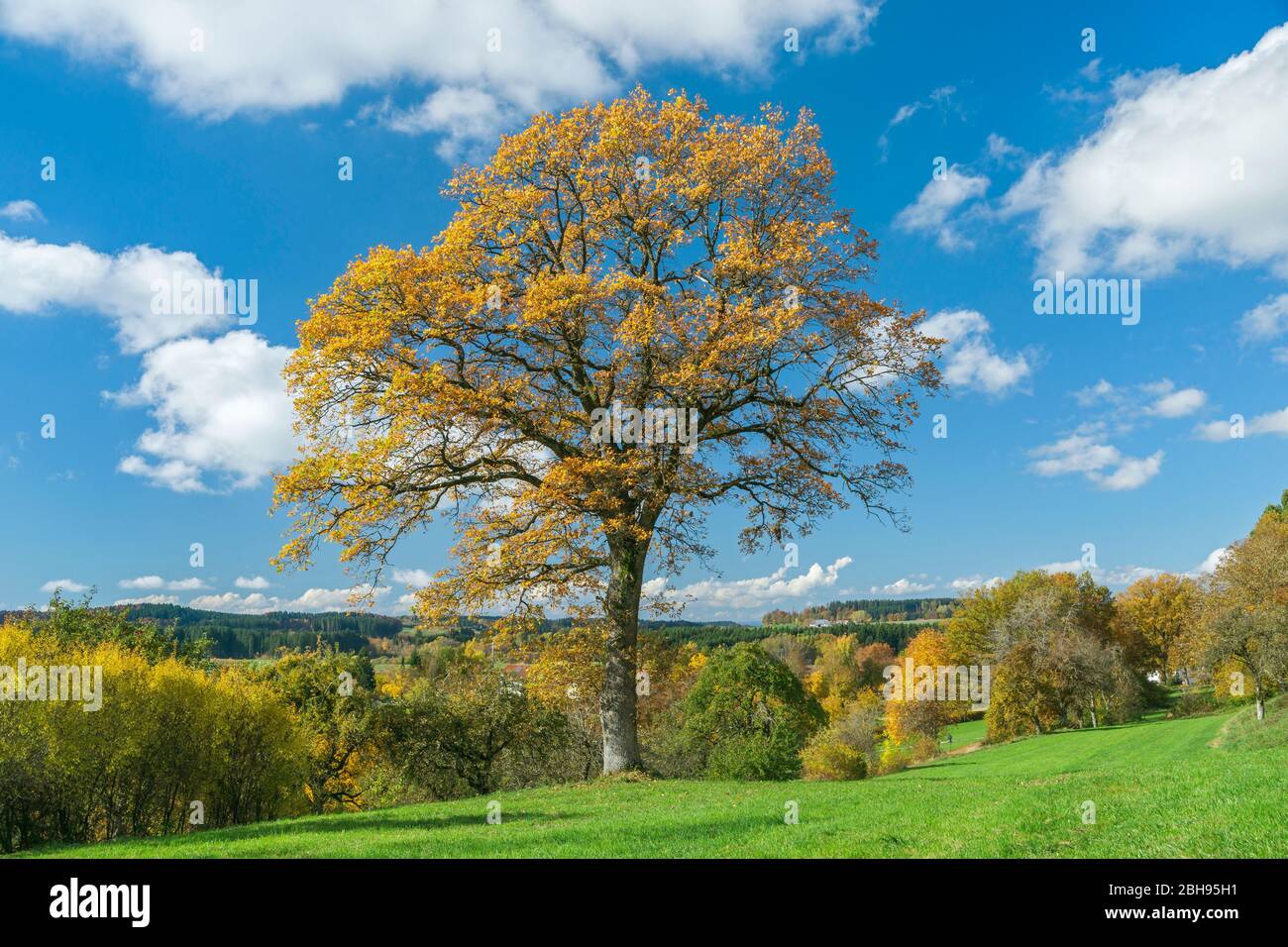 Germany, Baden-Württemberg, Illmensee, Pedunculate oak, Oak, Quercus robur, Beech family, Fagaceae. Stock Photo