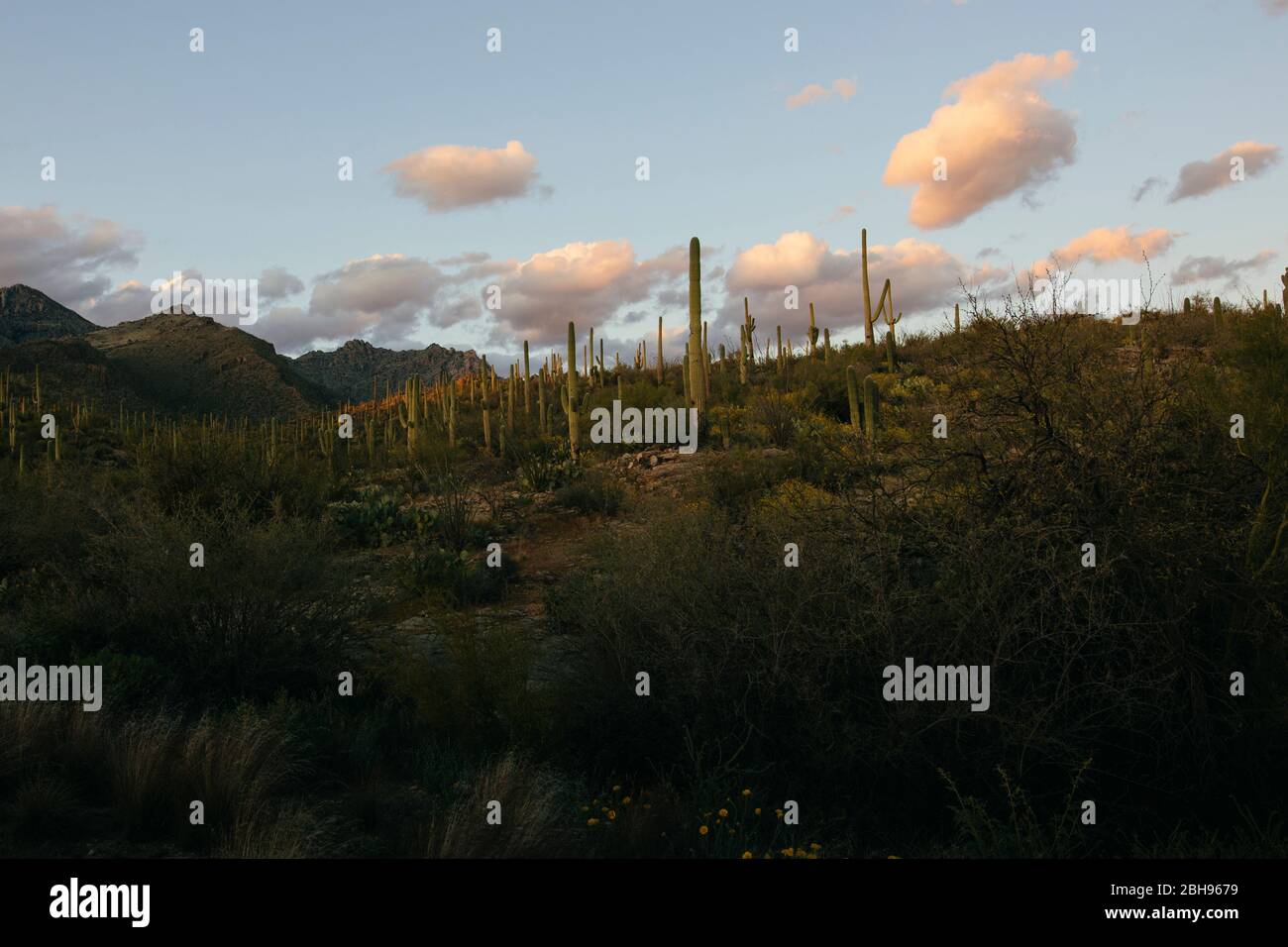 The desert mountains of Sabino Canyon in Tucson, Arizona are full of flora and fauna. Stock Photo