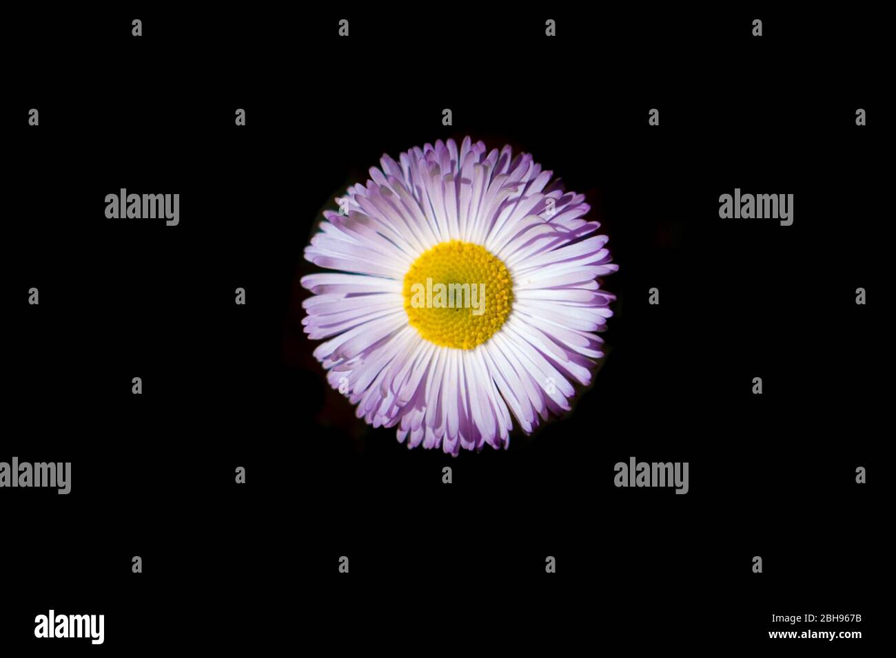 Wildflowers like Spreading Fleabane (Erigeron divergens) dot Southern Arizona in spring. Stock Photo