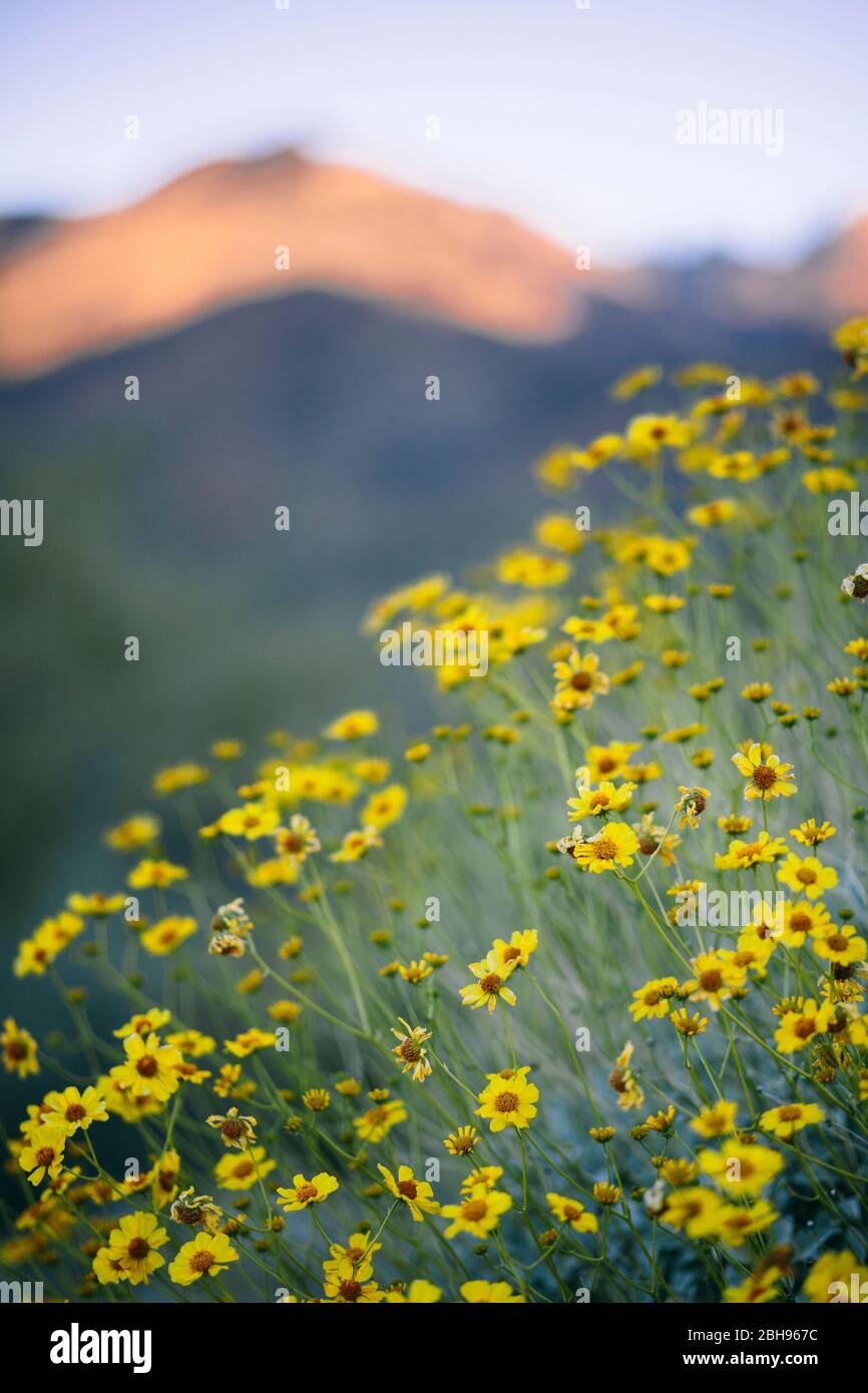 The desert mountains of Sabino Canyon in Tucson, Arizona are full of Brittlebush flowers. Stock Photo