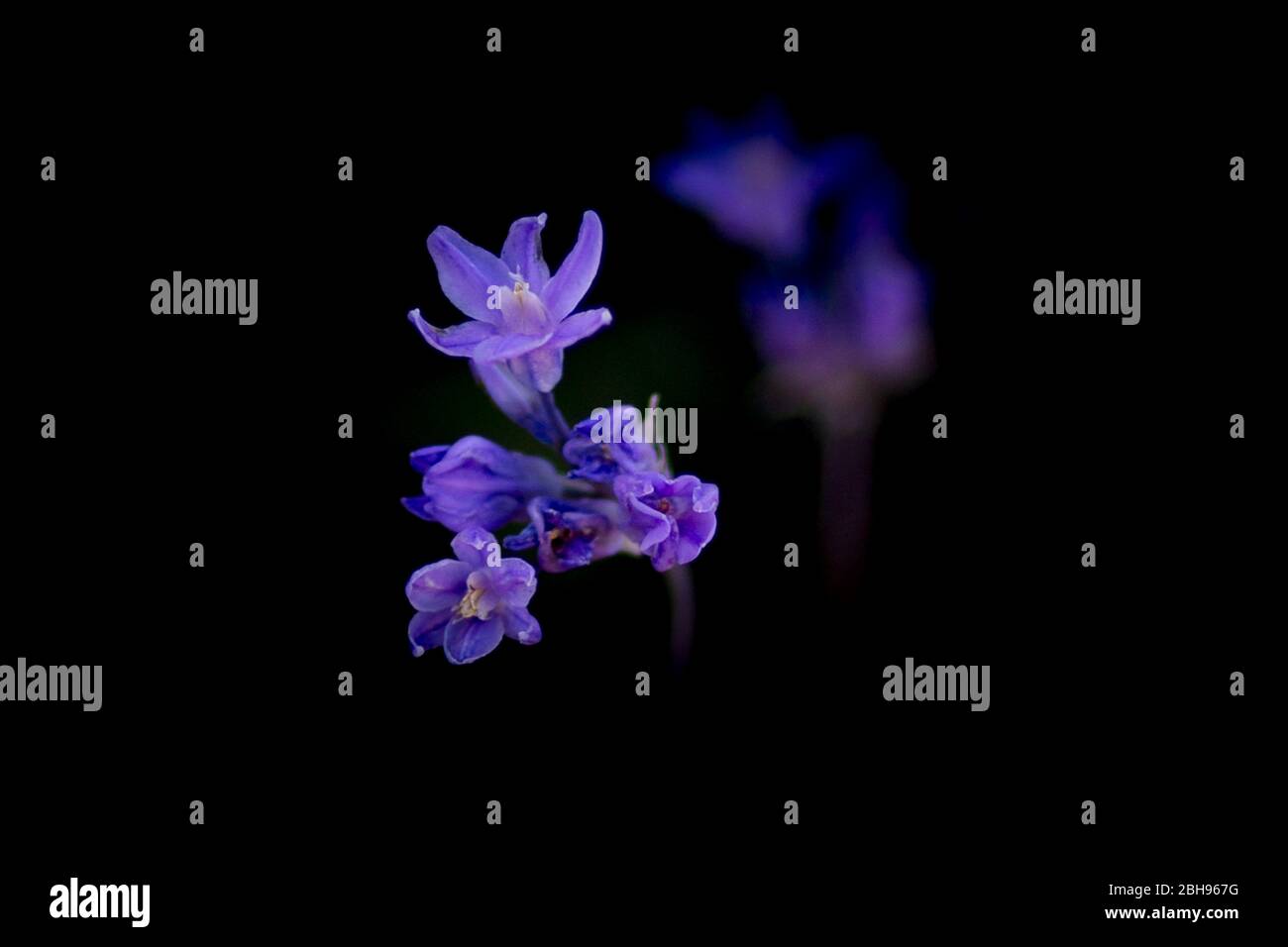 Blue flowers (dichelostemma capitatum) bloom in Tucsonâ€™s Sabino Canyon. Stock Photo