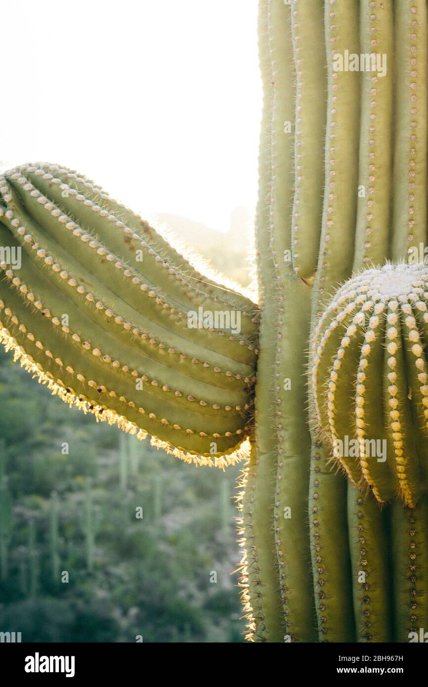 A saguaro cactus stands over Sabino Canyon in Tucson, Arizona. Stock Photo