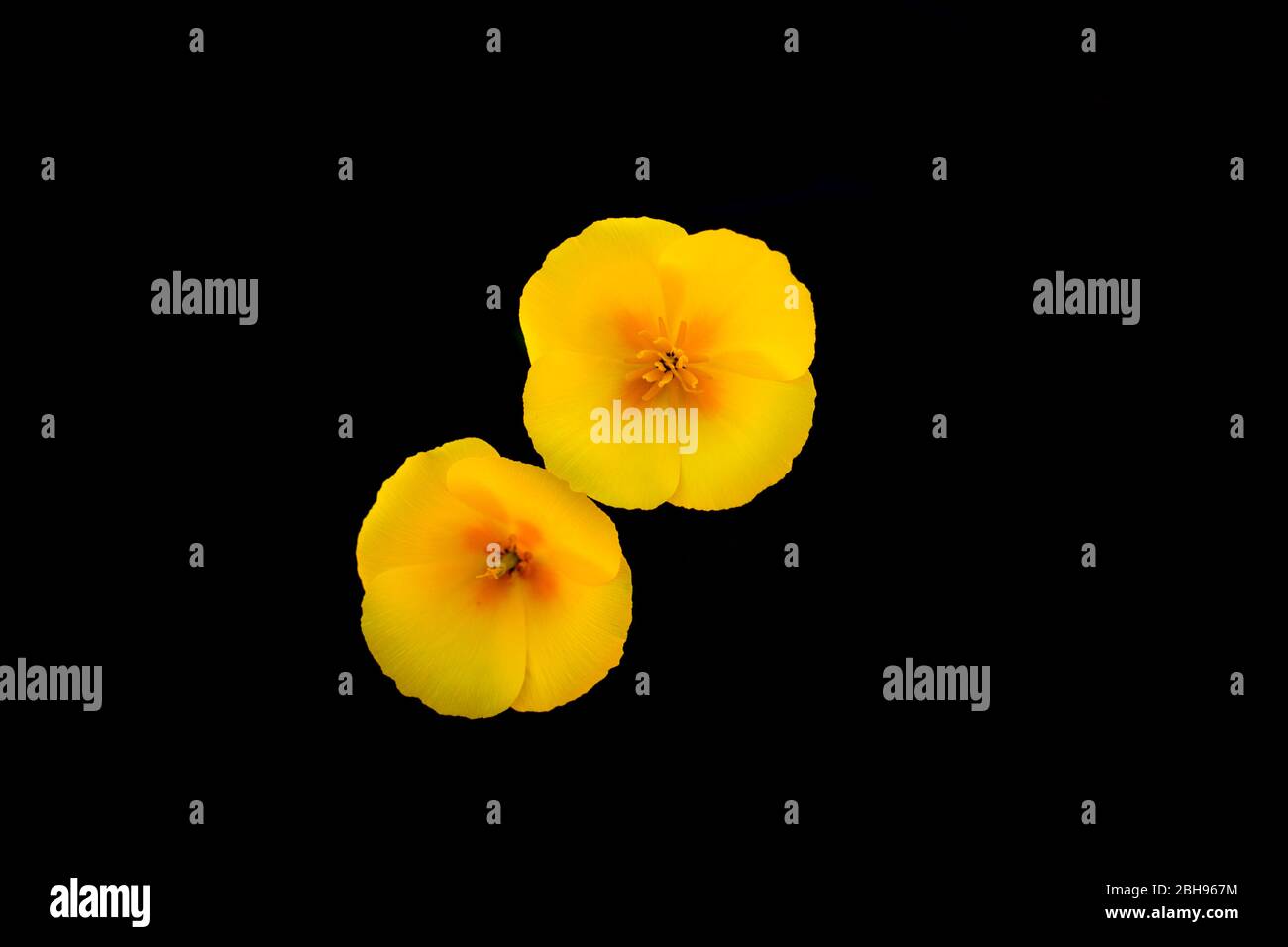 California poppies (Eschscholzia californica) are in bloom in the American Southwest in spring. Stock Photo