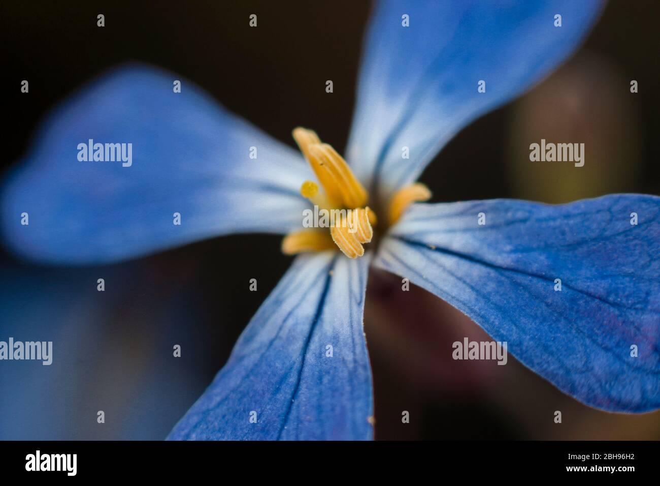 macro fotografia flor azul contraste Stock Photo