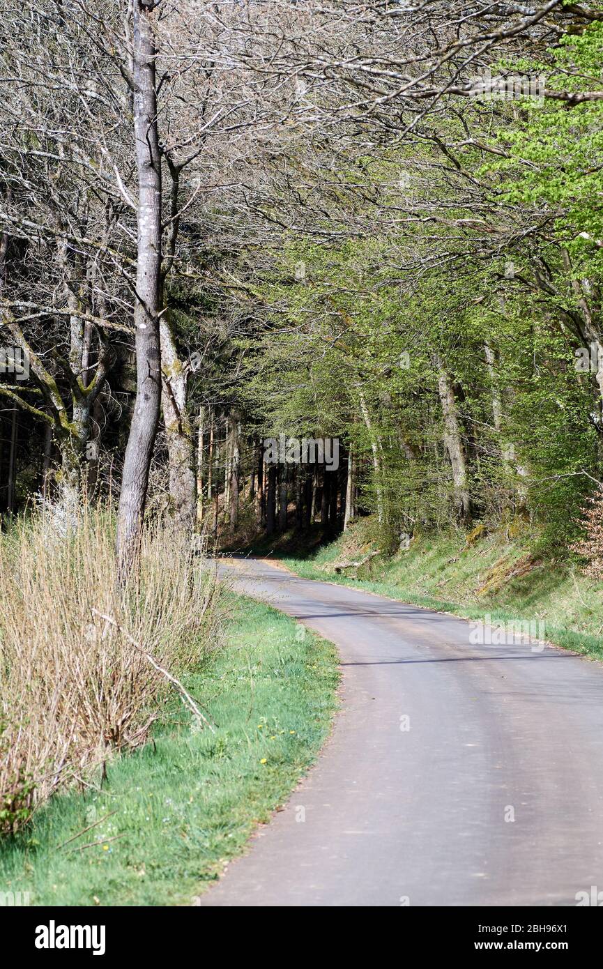 Spring hike on a forest path in the green Eifel, Germany Stock Photo ...