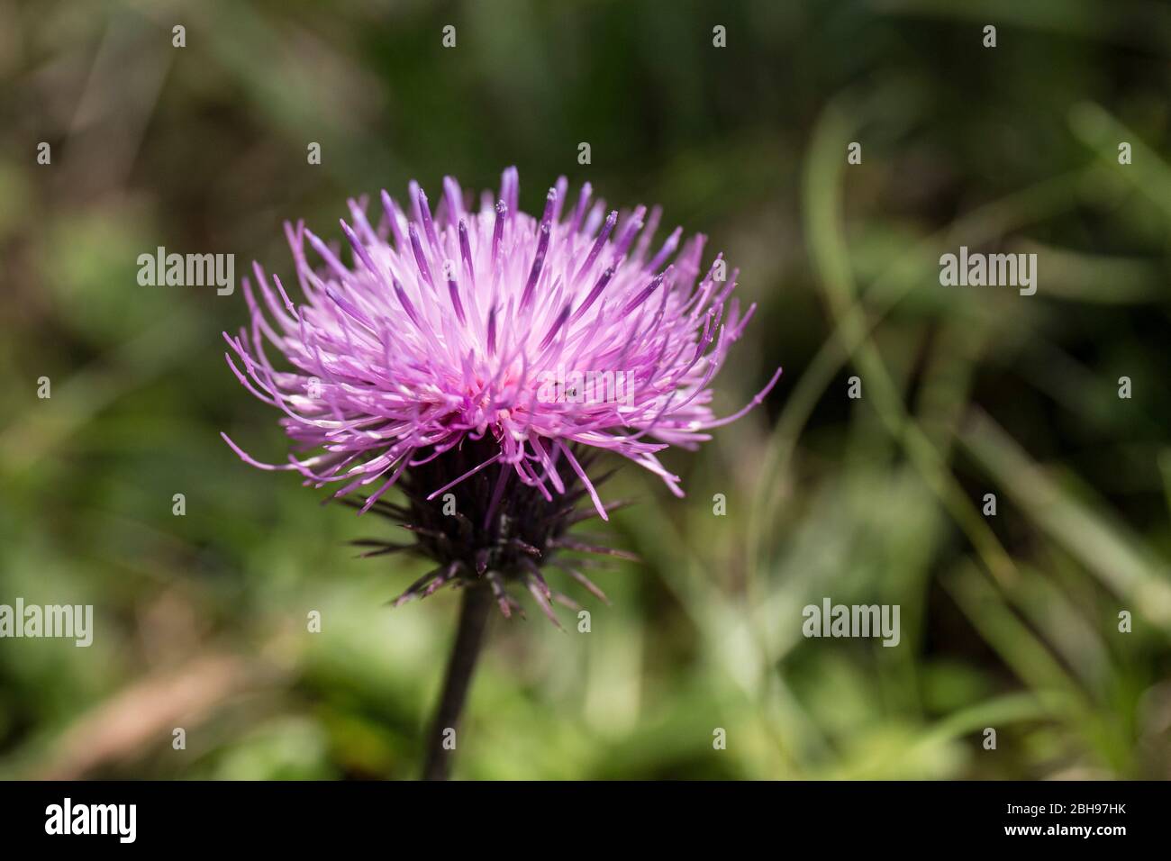 Scratch thistle on mountain meadow, Cirsium Stock Photo