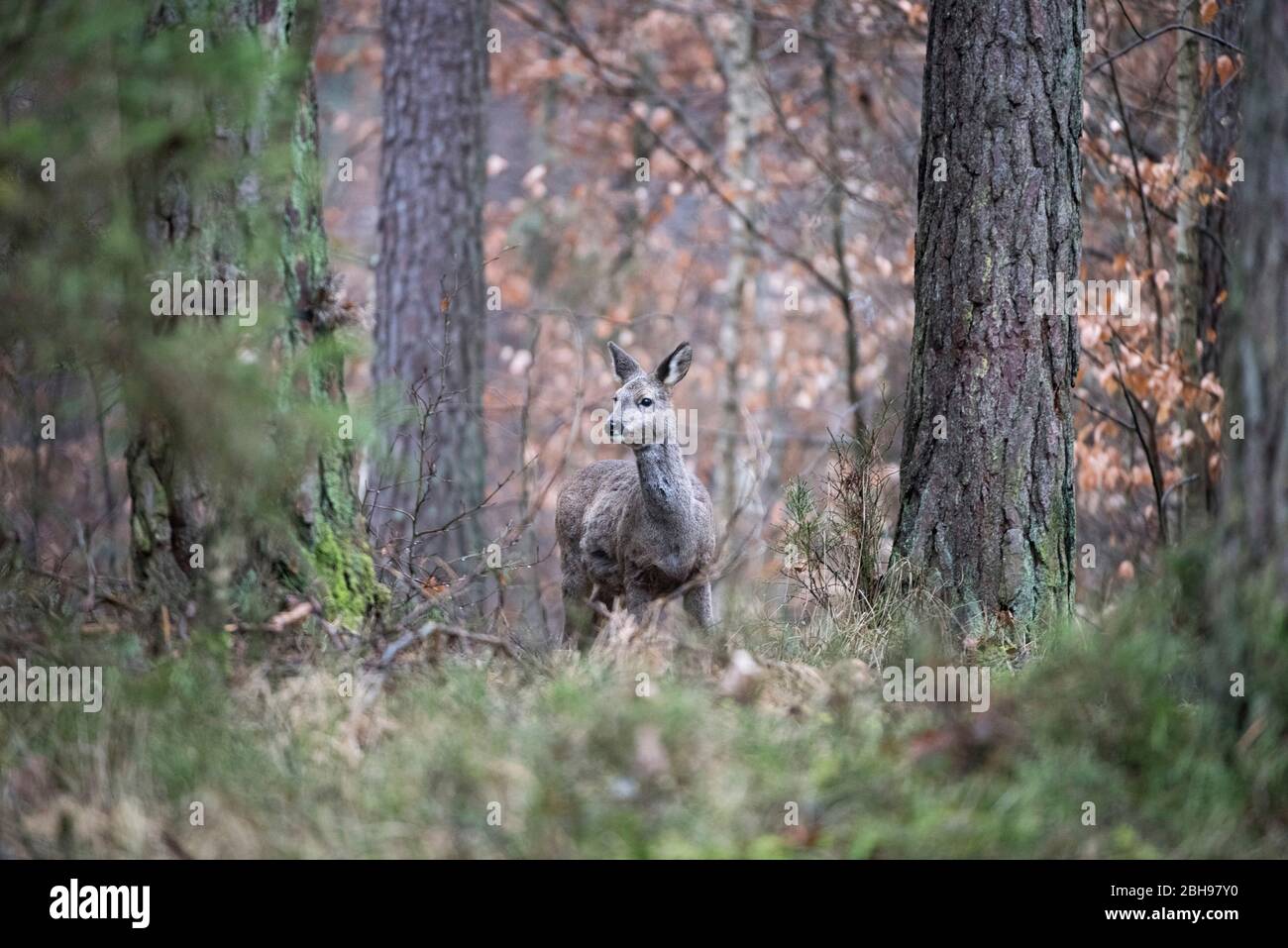 Deer, forest, spring beginning Stock Photo