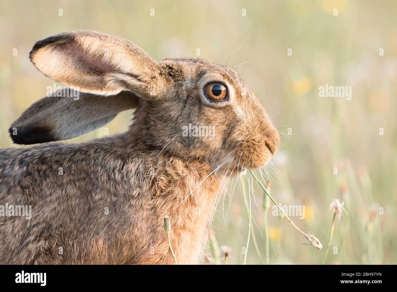 Hare Stock Photo