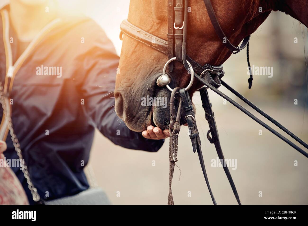 The horse takes a treat from his hand. The muzzle is sports red