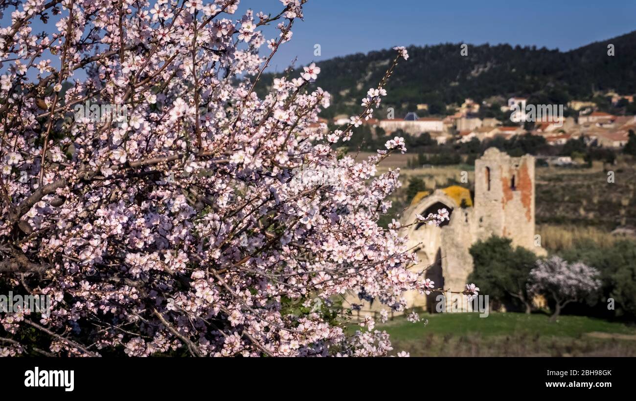 Blossoming almond tree in winter at Portel des Corbières Stock Photo