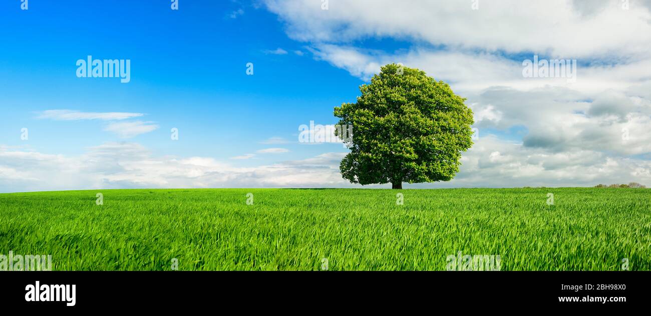 Cornfield, blooming solitary chestnut tree, cultural landscape, clouds, Saxony-Anhalt, Germany Stock Photo