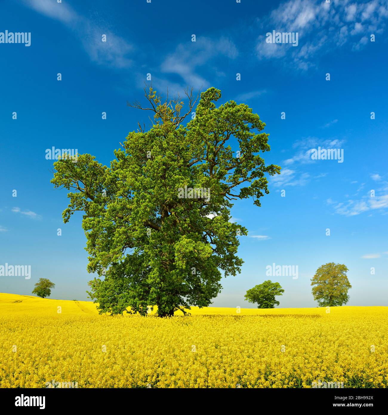Blühendes Rapsfeld mit alten solitären Eichen, blauer Himmel mit Schönwetterwolken, Mecklenburgische Schweiz, Mecklenburg-Vorpommern, Deutschland Stock Photo
