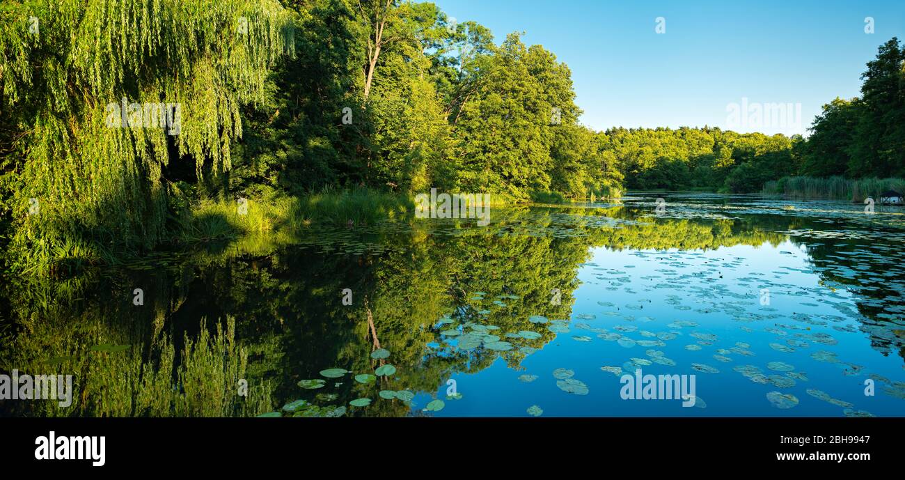 Mill pond with water lilies, Grabow mill, Nature Park Schlaubetal, Brandenburg, Germany Stock Photo