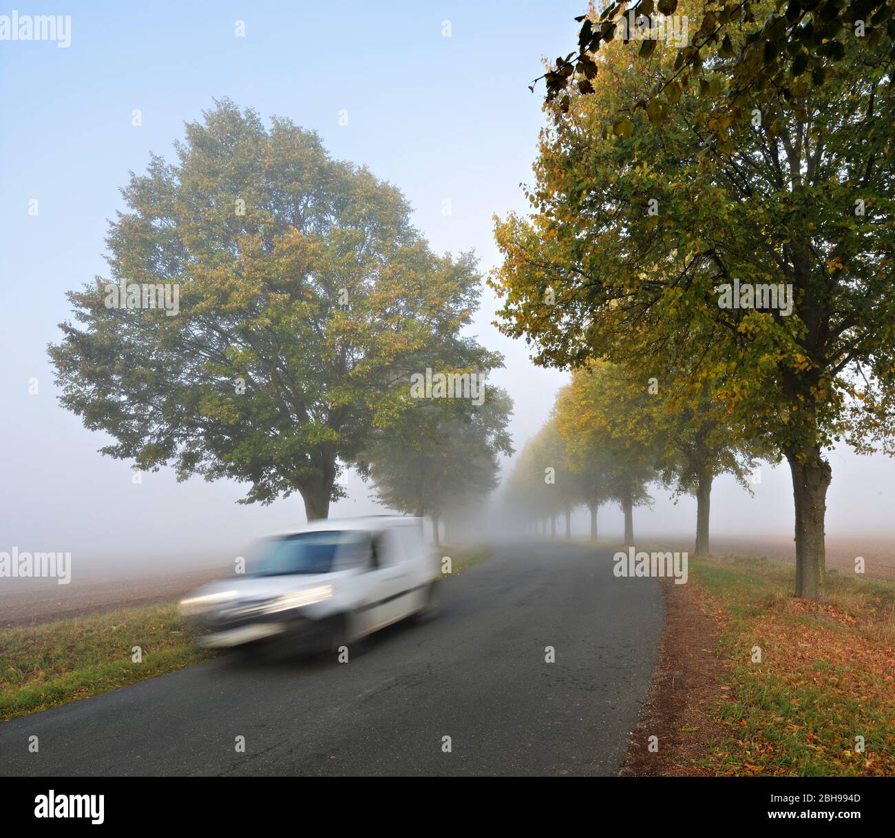 Linden avenue in the fog, pickup truck drives on highway, autumn, Burgenlandkreis, Saxony-Anhalt, Germany Stock Photo