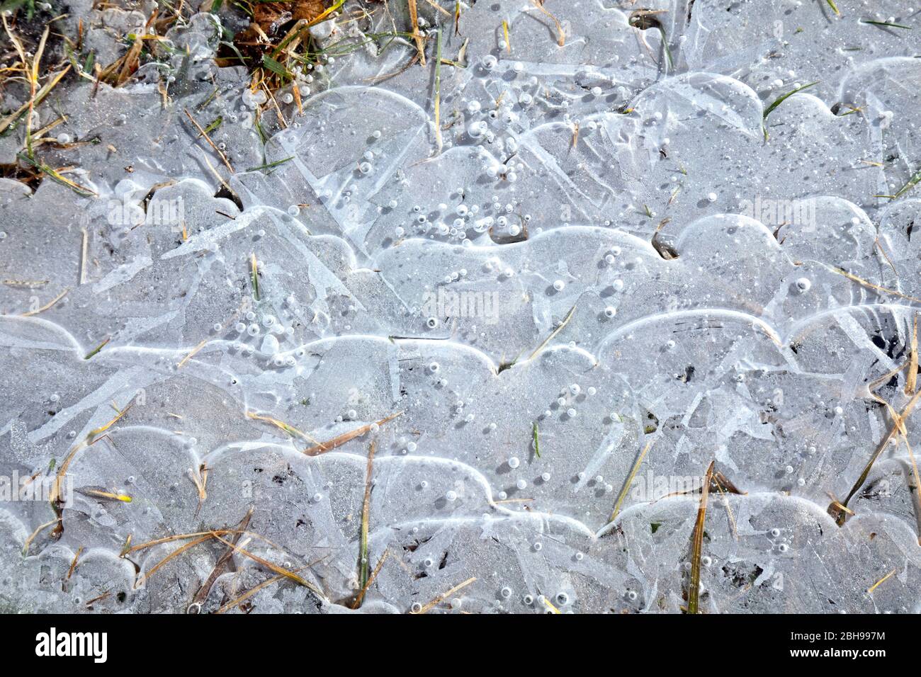 Thin ice sheet over grass Stock Photo