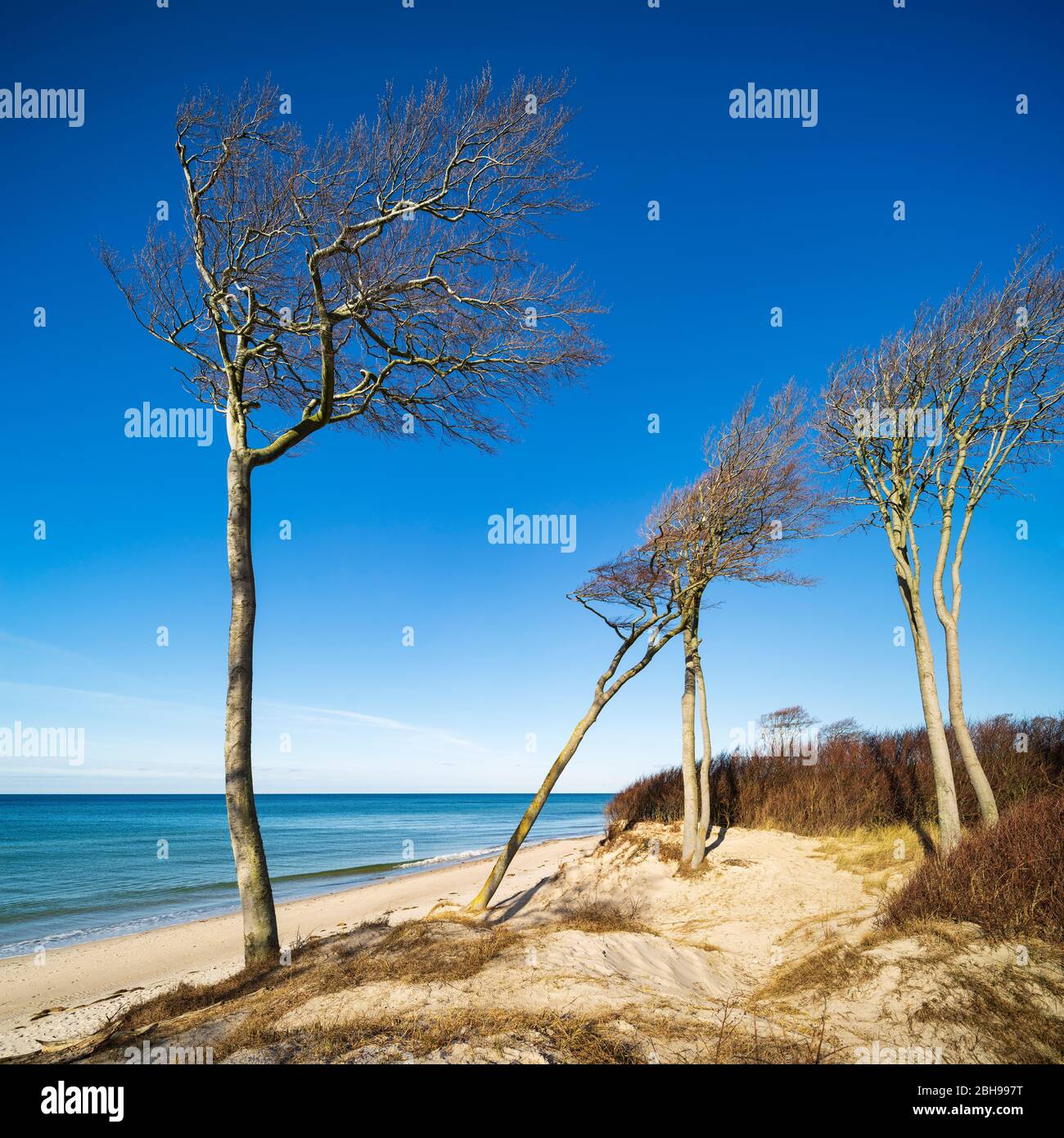 Germany, Mecklenburg-Western Pomerania, Fischland-Darß-Zingst, Darß Peninsula, Vorpommersche Boddenlandschaft National Park, untouched coastal landscape, coastal forest, windswept tree, view to the Baltic Sea Stock Photo