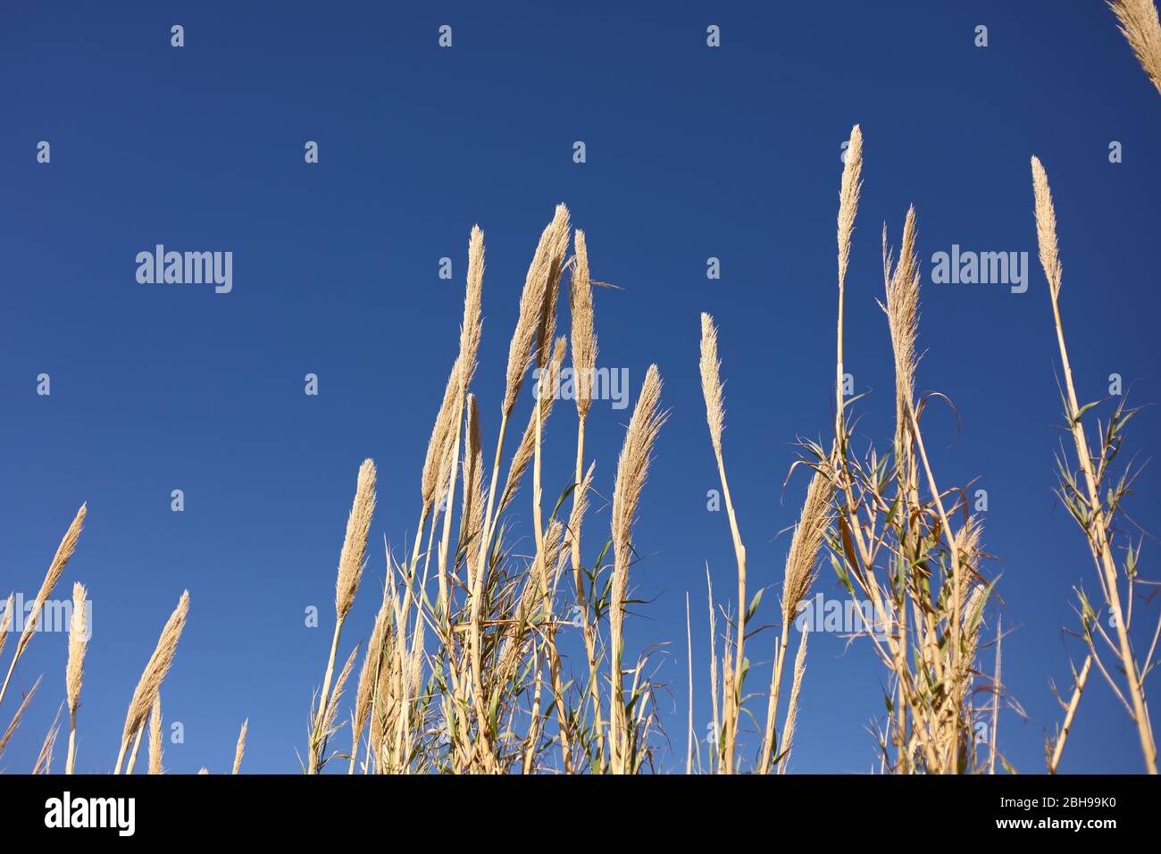 Dry grass on blue sky background. copy space. selective focus. Stock Photo