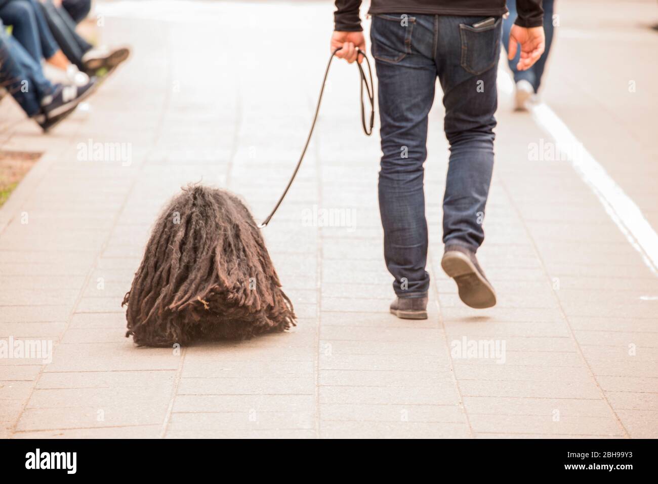 Puli Dog walking on the street, Vilnius, Lithuania Stock Photo