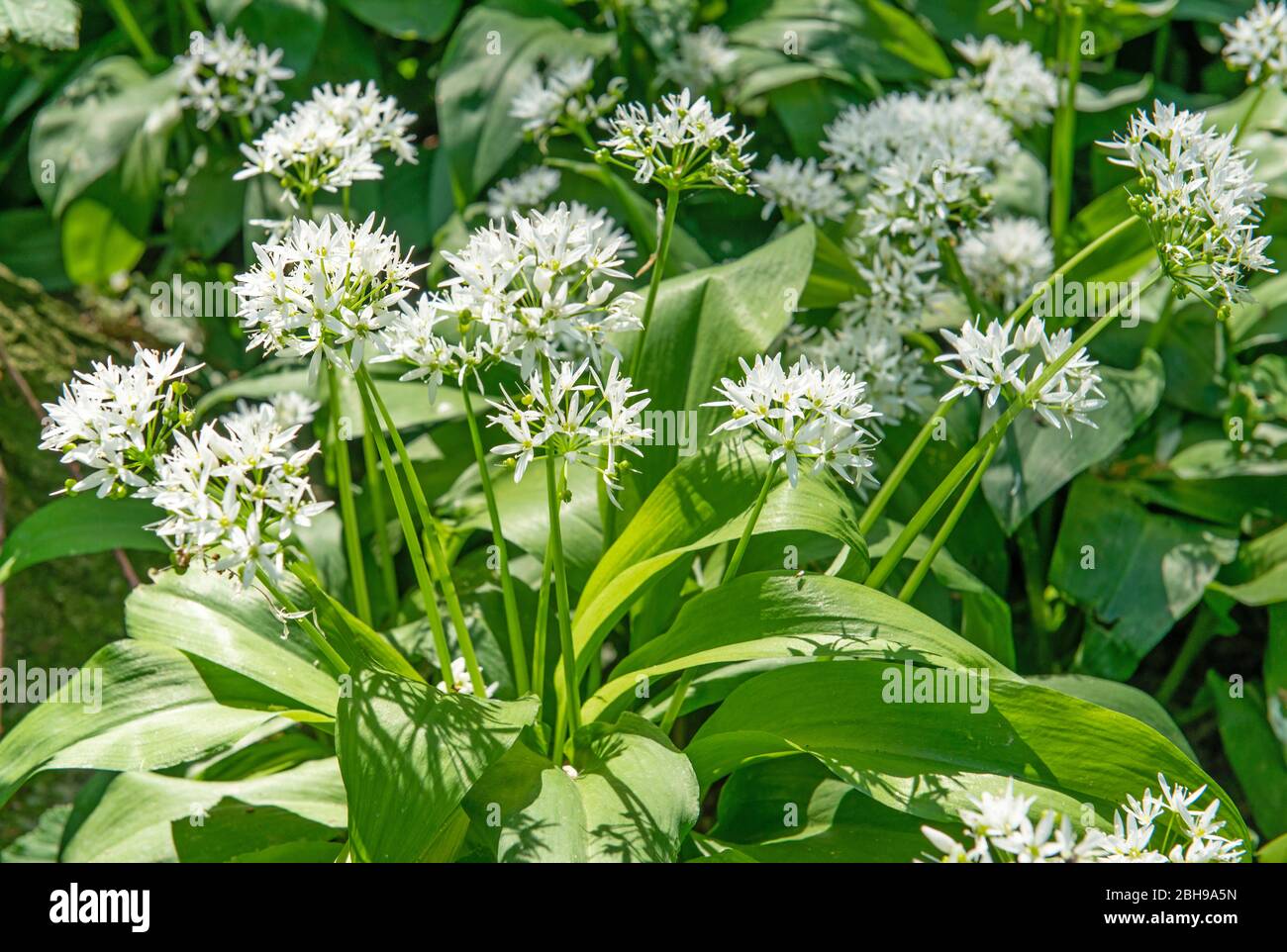 Wild garlic, Allium ursinum, leeks Stock Photo Alamy