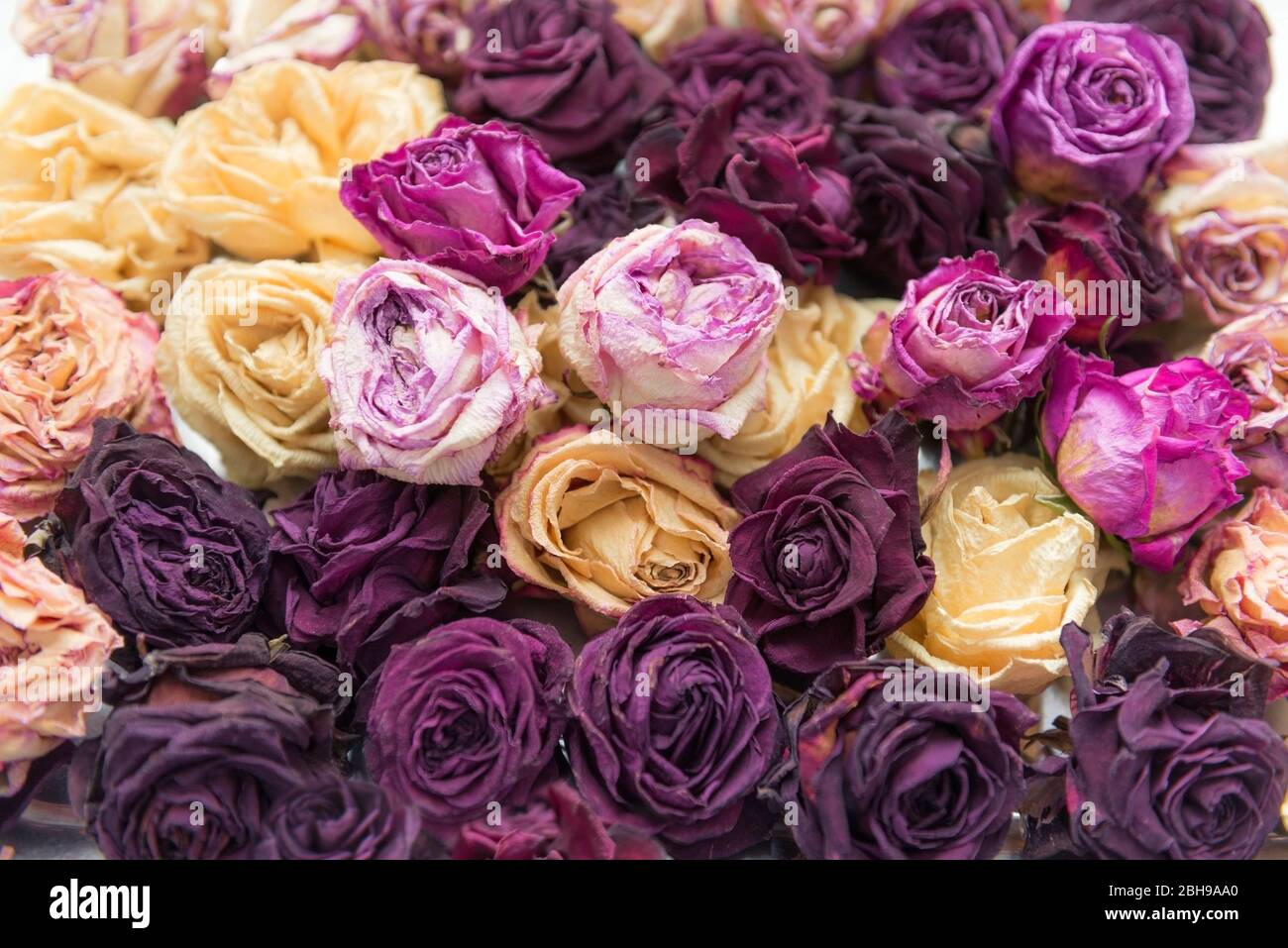dried up roses, tea hybrid, rose carpet, Stock Photo