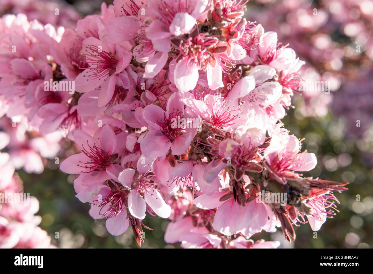 Peach blossoms, Prunus persica, family Rosaceae, orchard Stock Photo