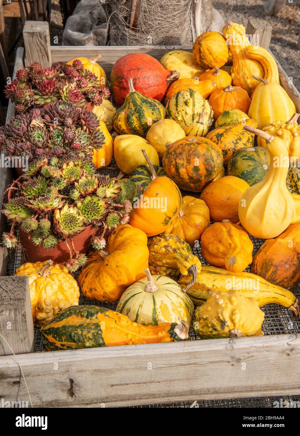 Ornamental pumpkins, Cucurbita pepo, wooden box Stock Photo - Alamy