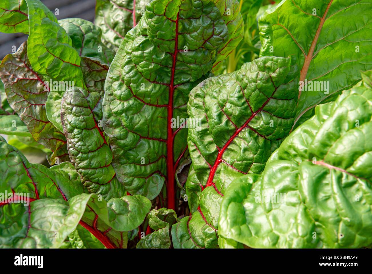 Swiss chard, Beta vulgaris, family Foxtail Family, Amaranthaceae, Central Europe Stock Photo