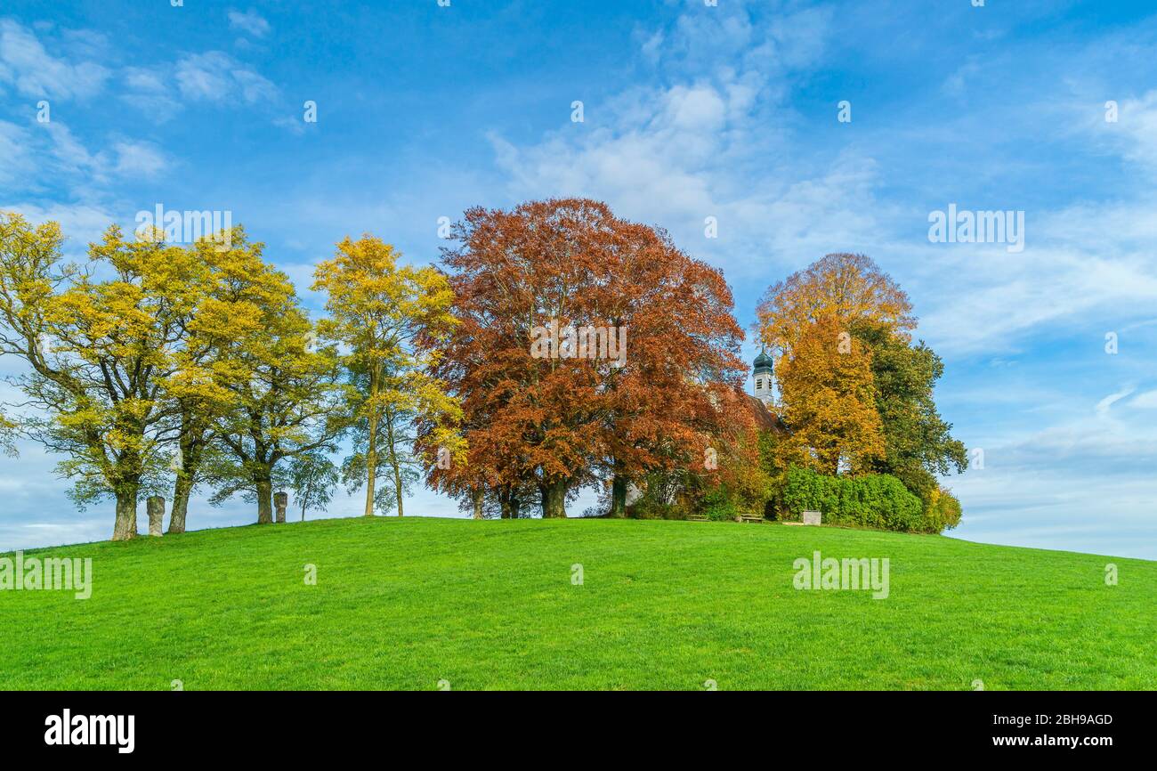 Ash oak hi-res stock photography and images - Alamy